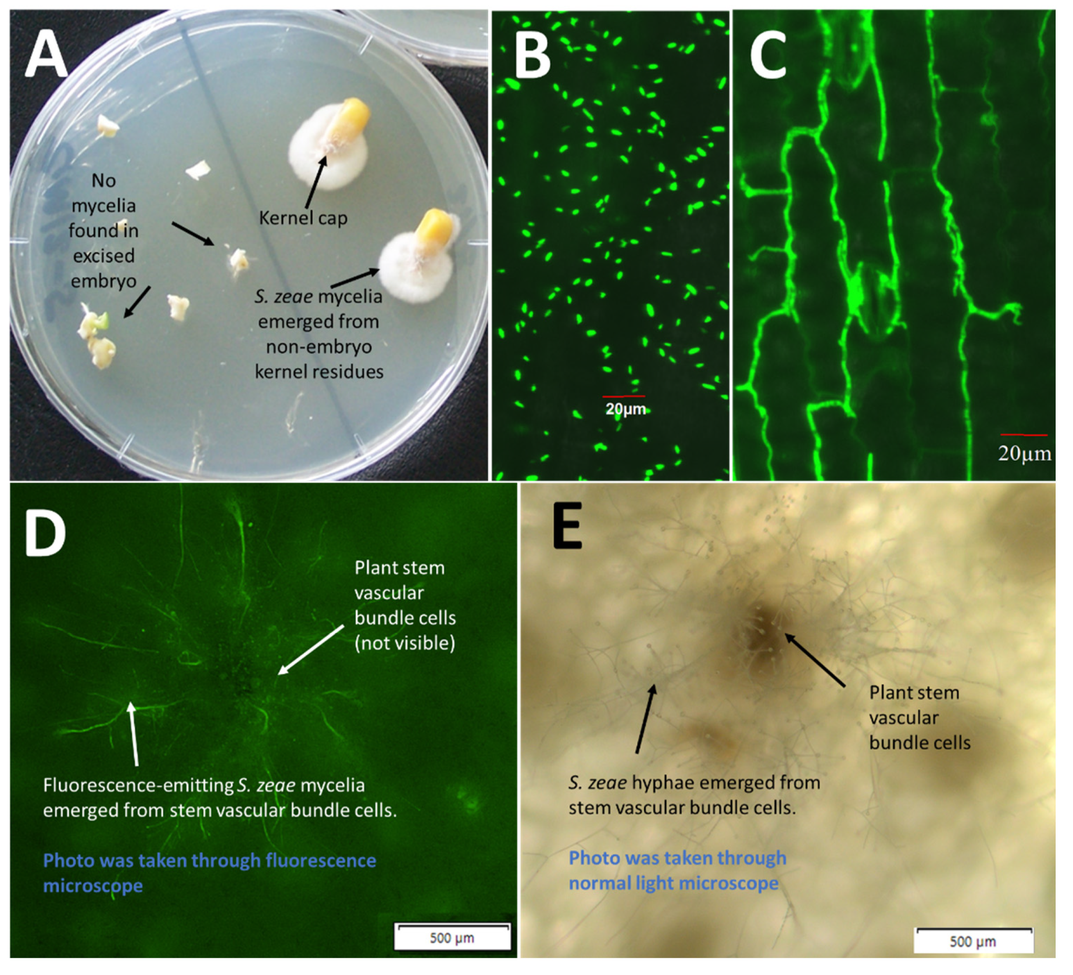 Microorganisms 10 01415 g003 550