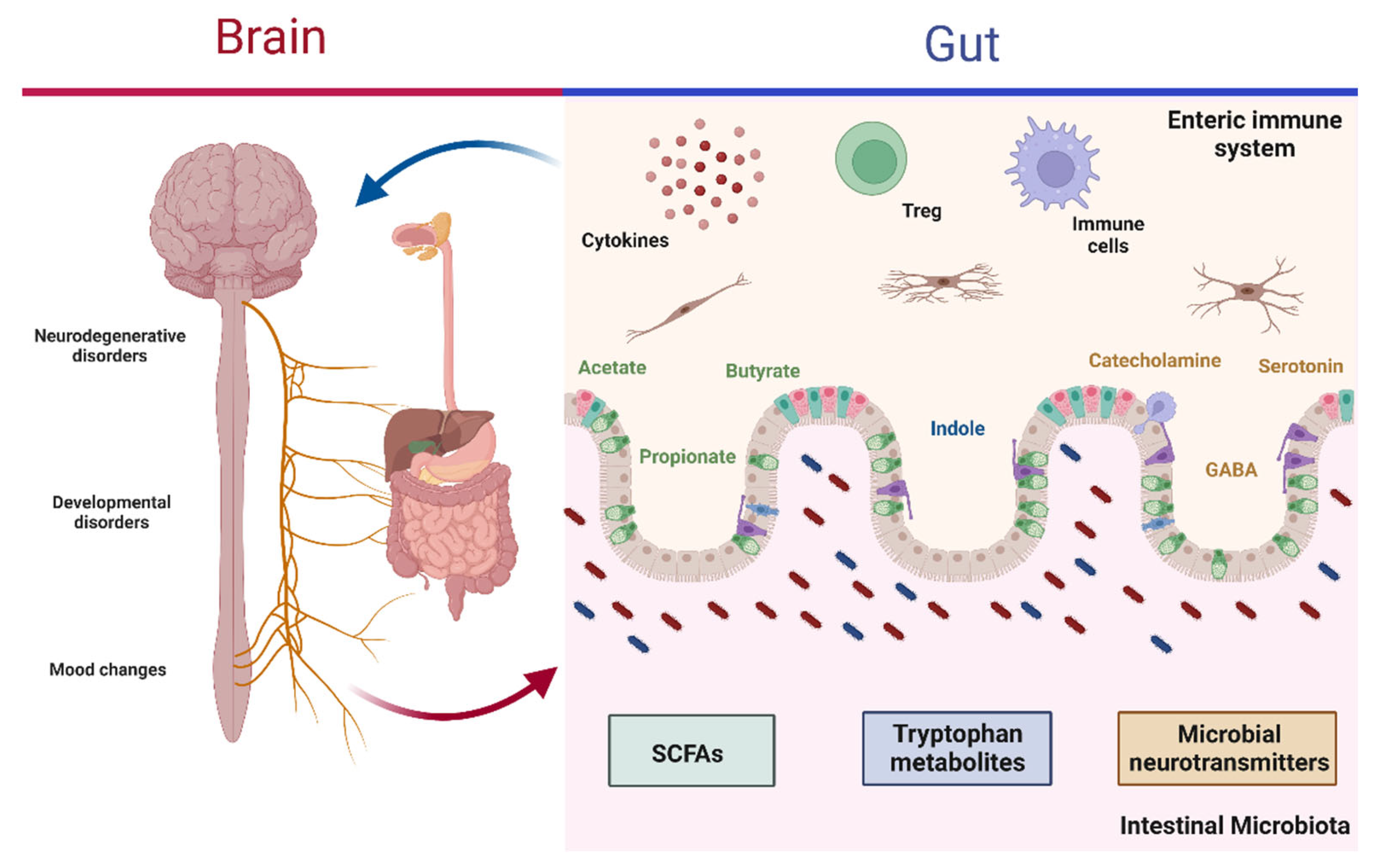 Microorganisms | Free Full-Text | Probiotics: Protecting Our Health from  the Gut
