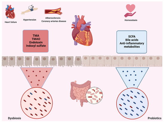 yy Frontiers | SOX9: a key transcriptional regulator in organ