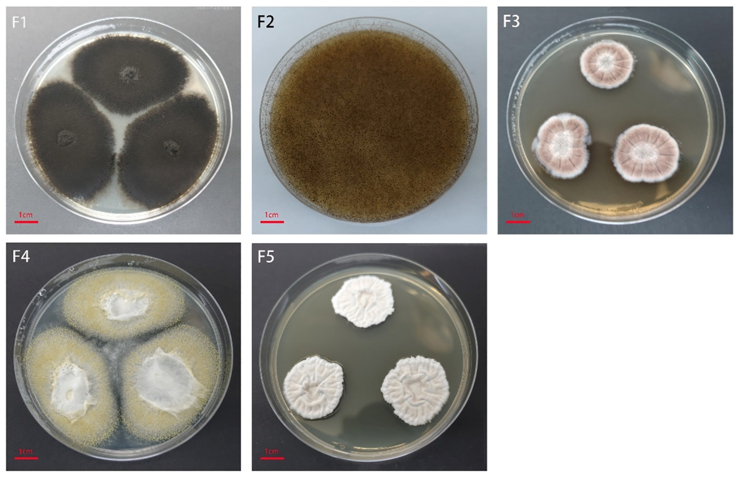 Microorganisms 10 01434 g005