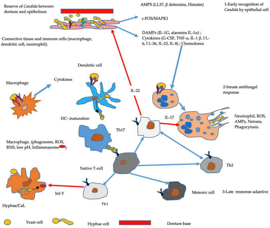 Microorganisms 10 01437 g004 Microorganisms 10 01437 g004