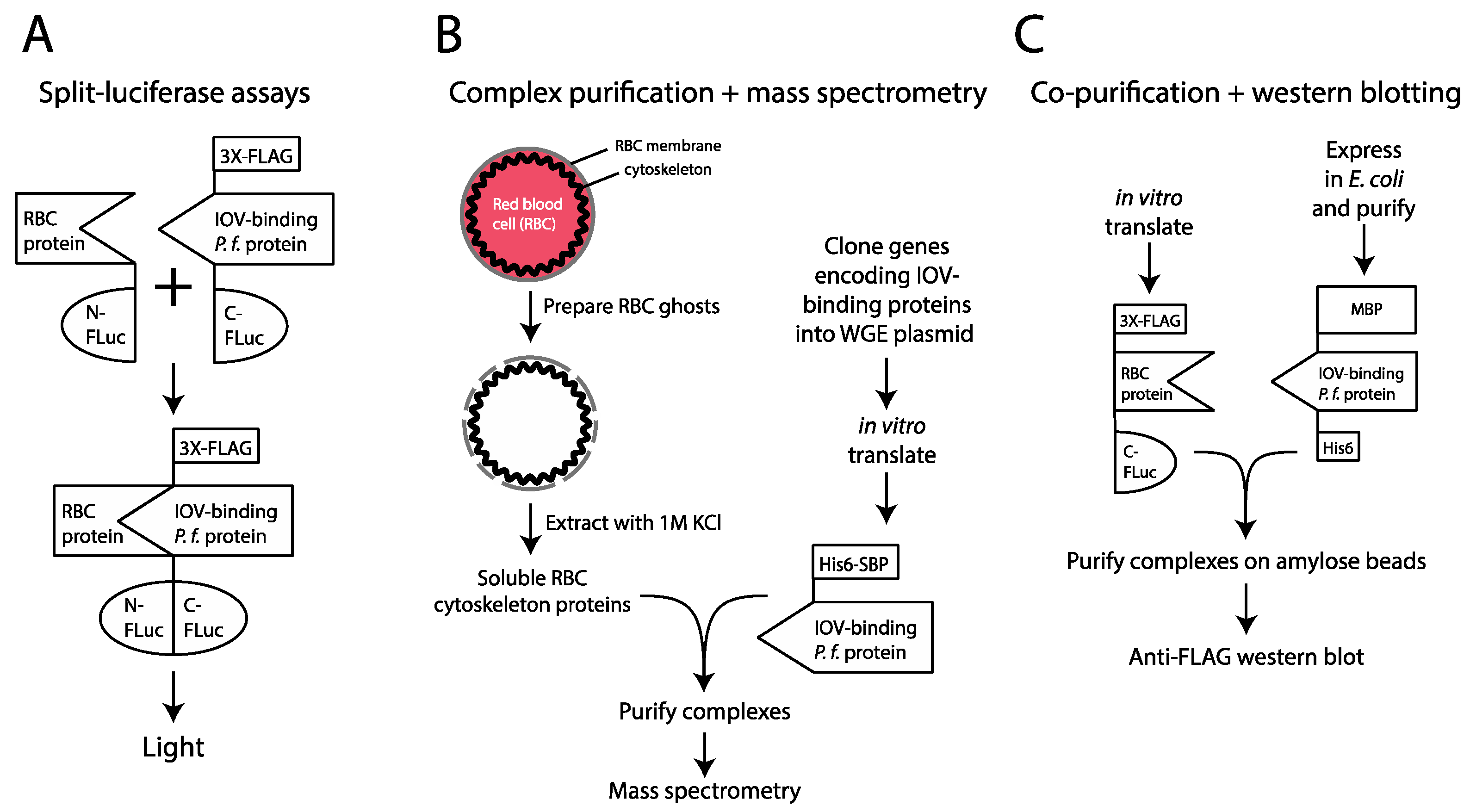 Microorganisms 10 01438 g003 Microorganisms 10 01438 g003
