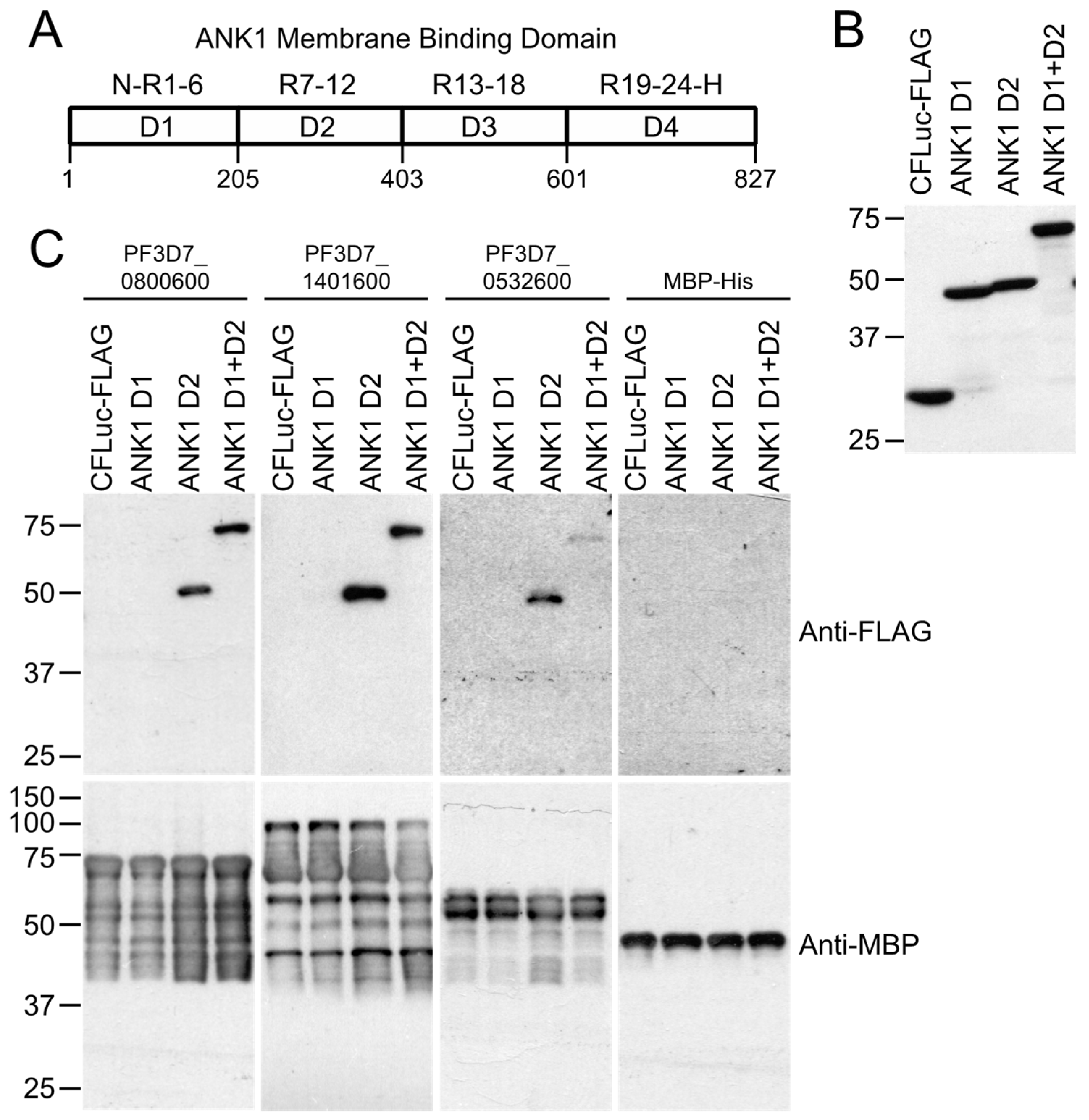 Microorganisms 10 01438 g006 Microorganisms 10 01438 g006