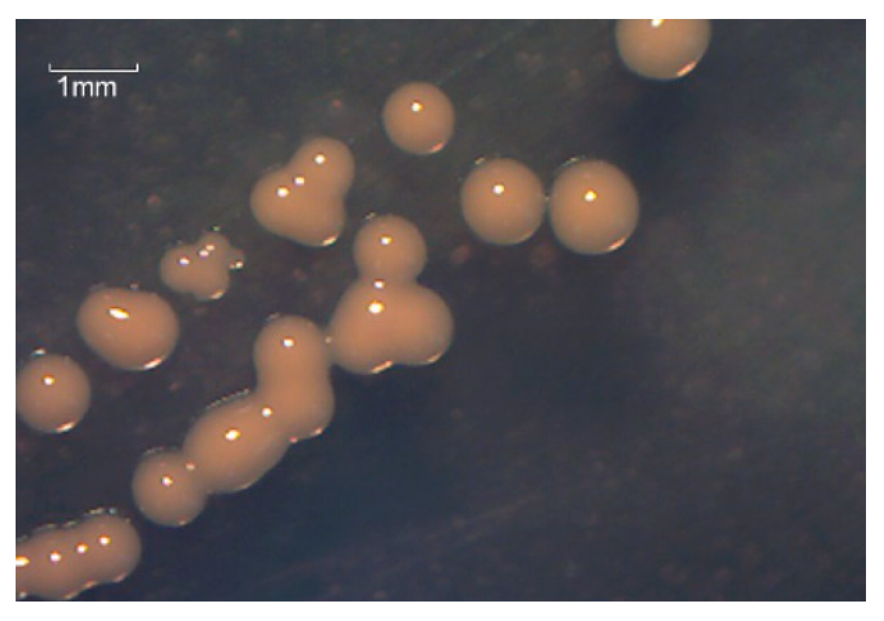 Microorganisms 10 01441 g001