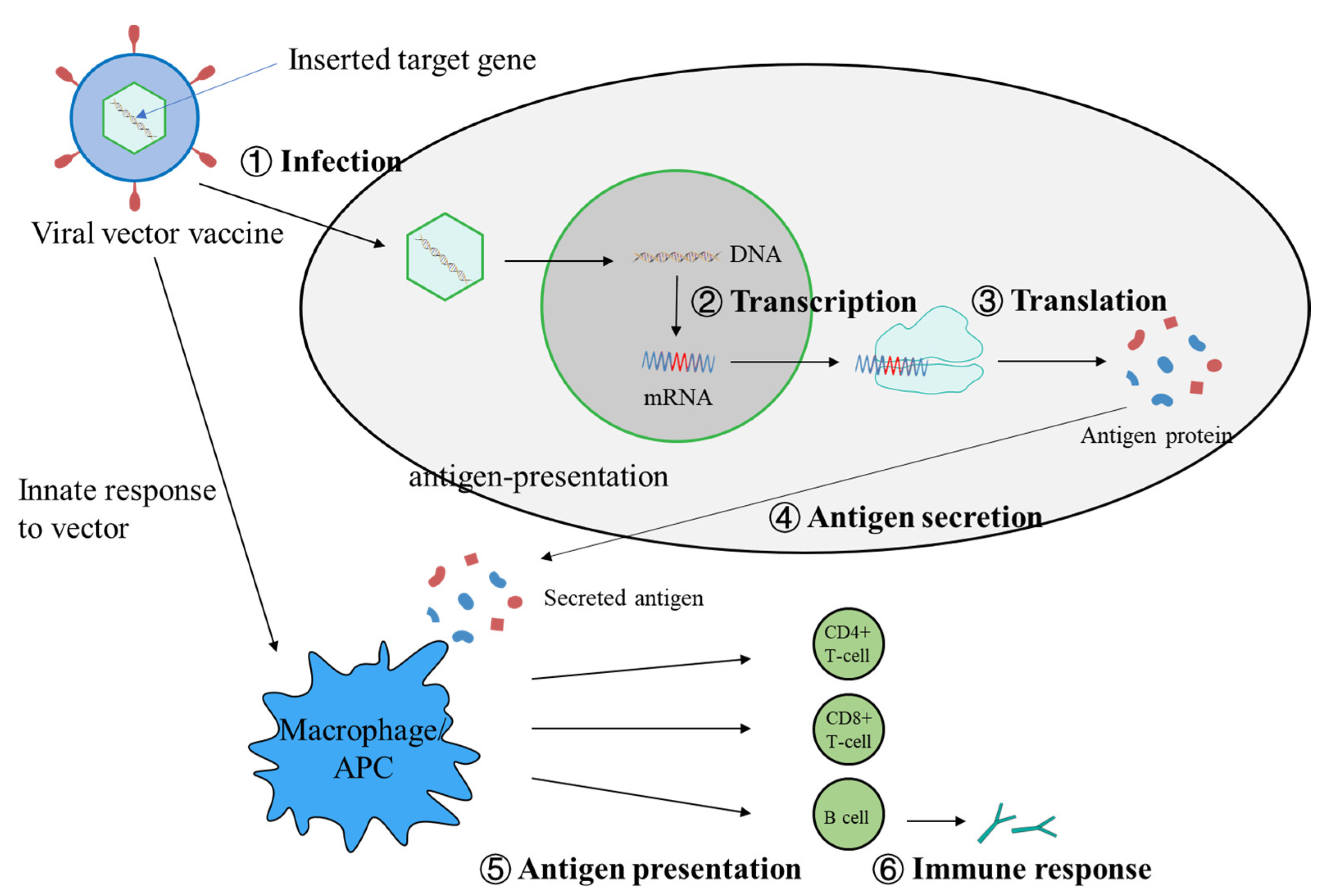  Microorganisms | Free Full-Text | Viral Vector Vaccine Development and ...
