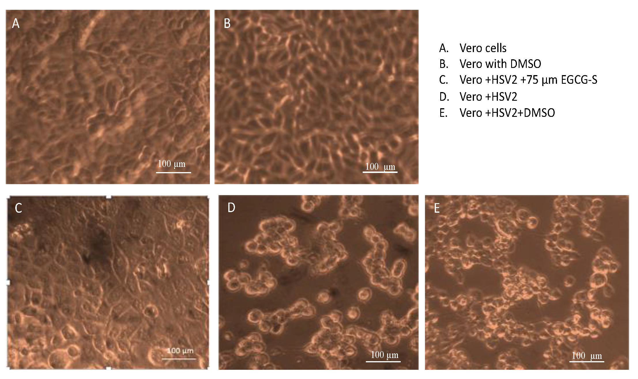 Microorganisms 10 01462 g003