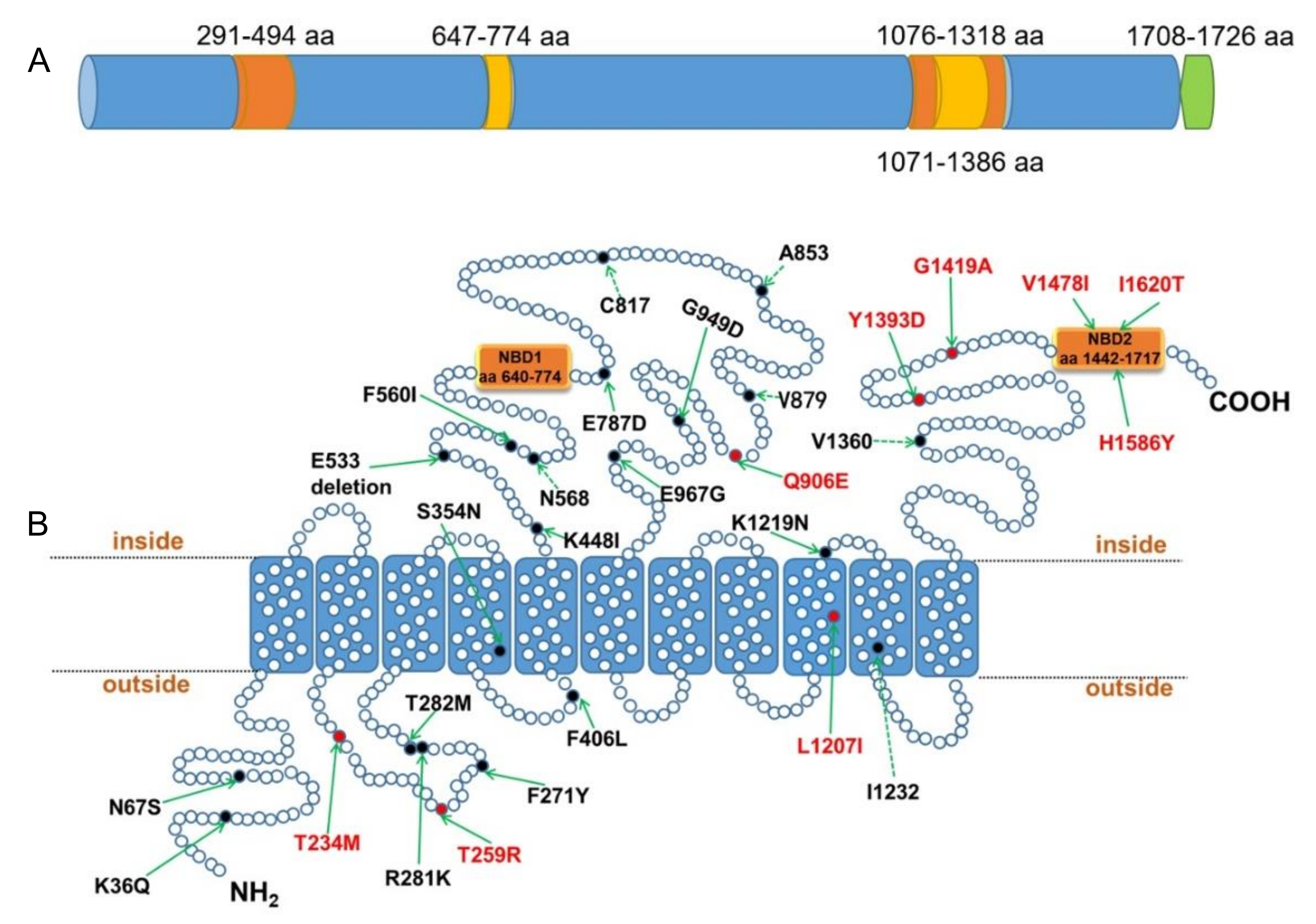 Microorganisms 10 01482 g001