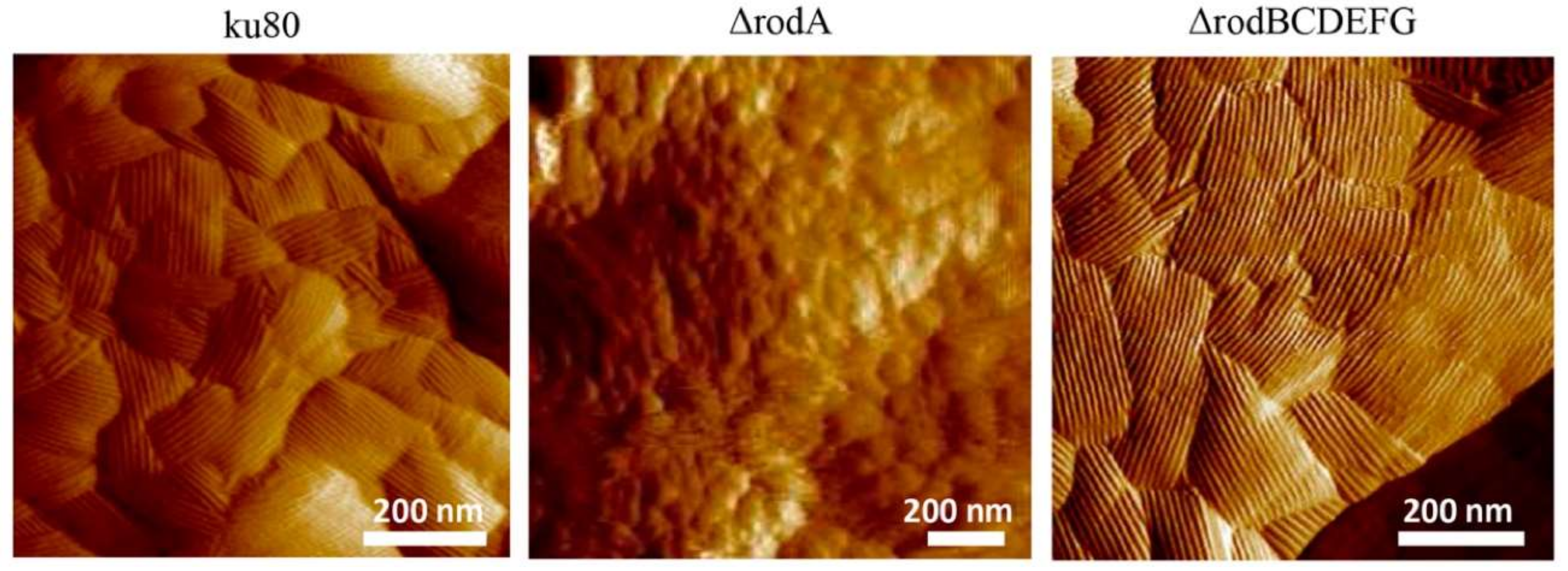 Microorganisms 10 01498 g001 550