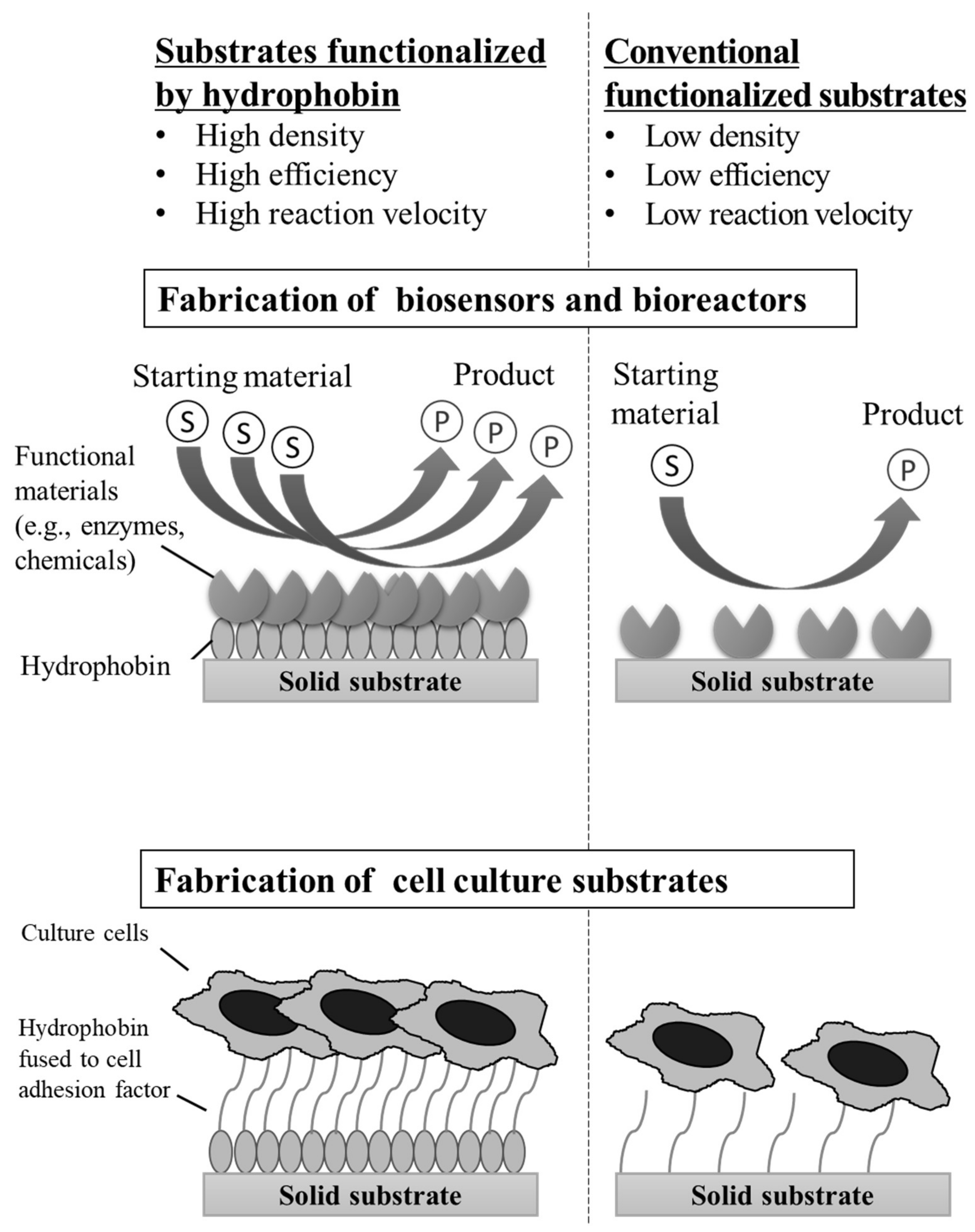 Microorganisms 10 01498 g007 550