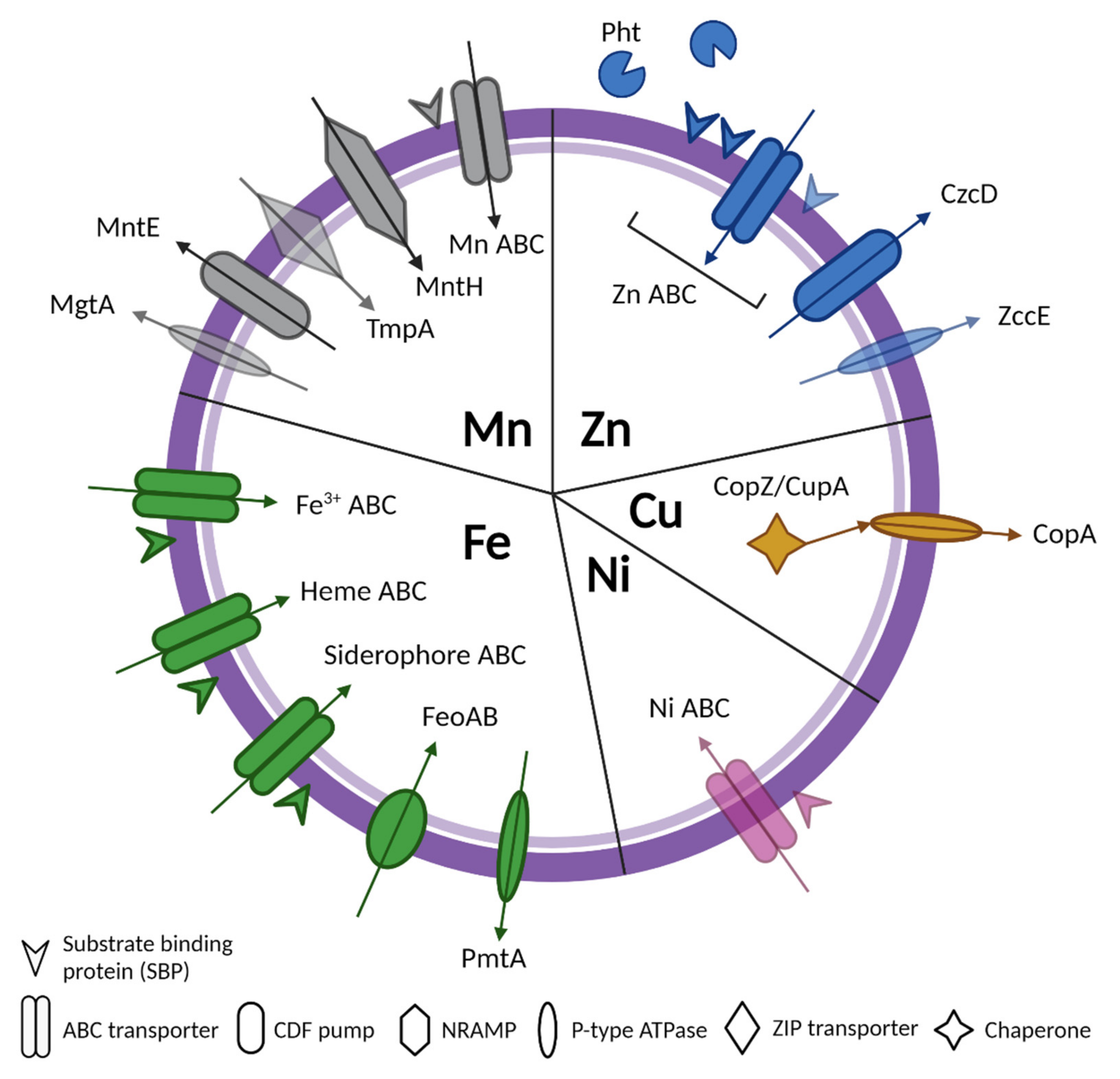 Microorganisms 10 01501 g001