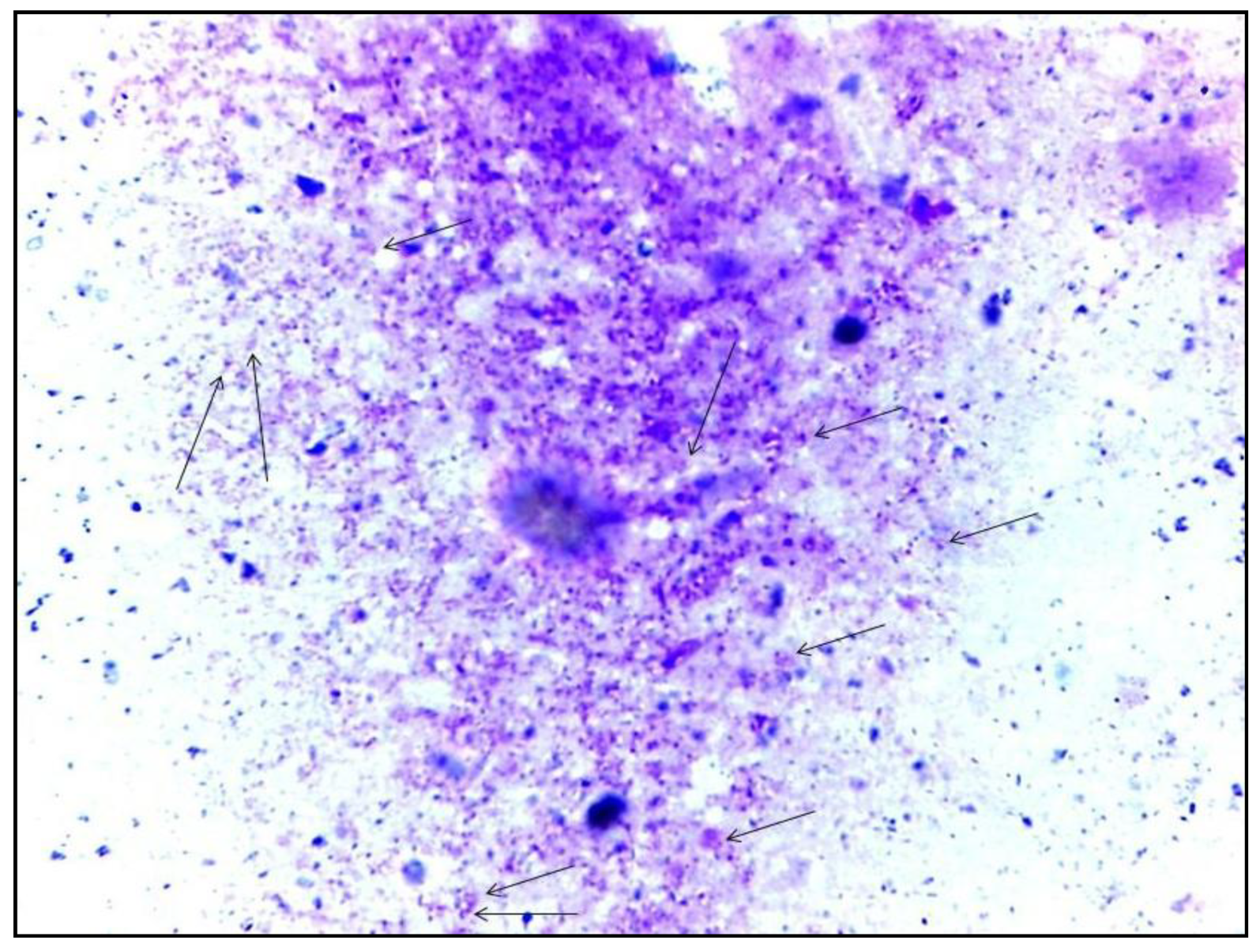 Microorganisms 10 01502 g003 Microorganisms 10 01502 g003
