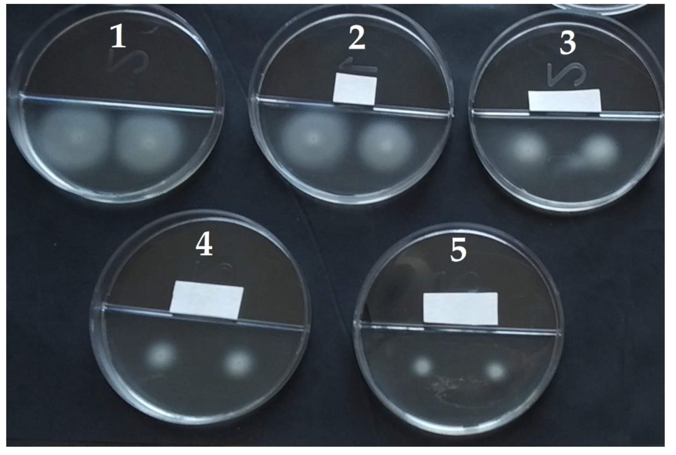 Microorganisms 10 01512 g010