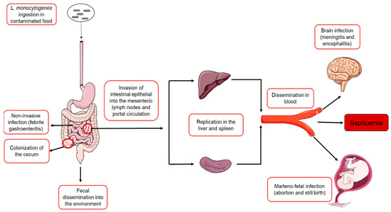 Listeria monocytogenes Pathogenesis: The Role of Stress Adaptation