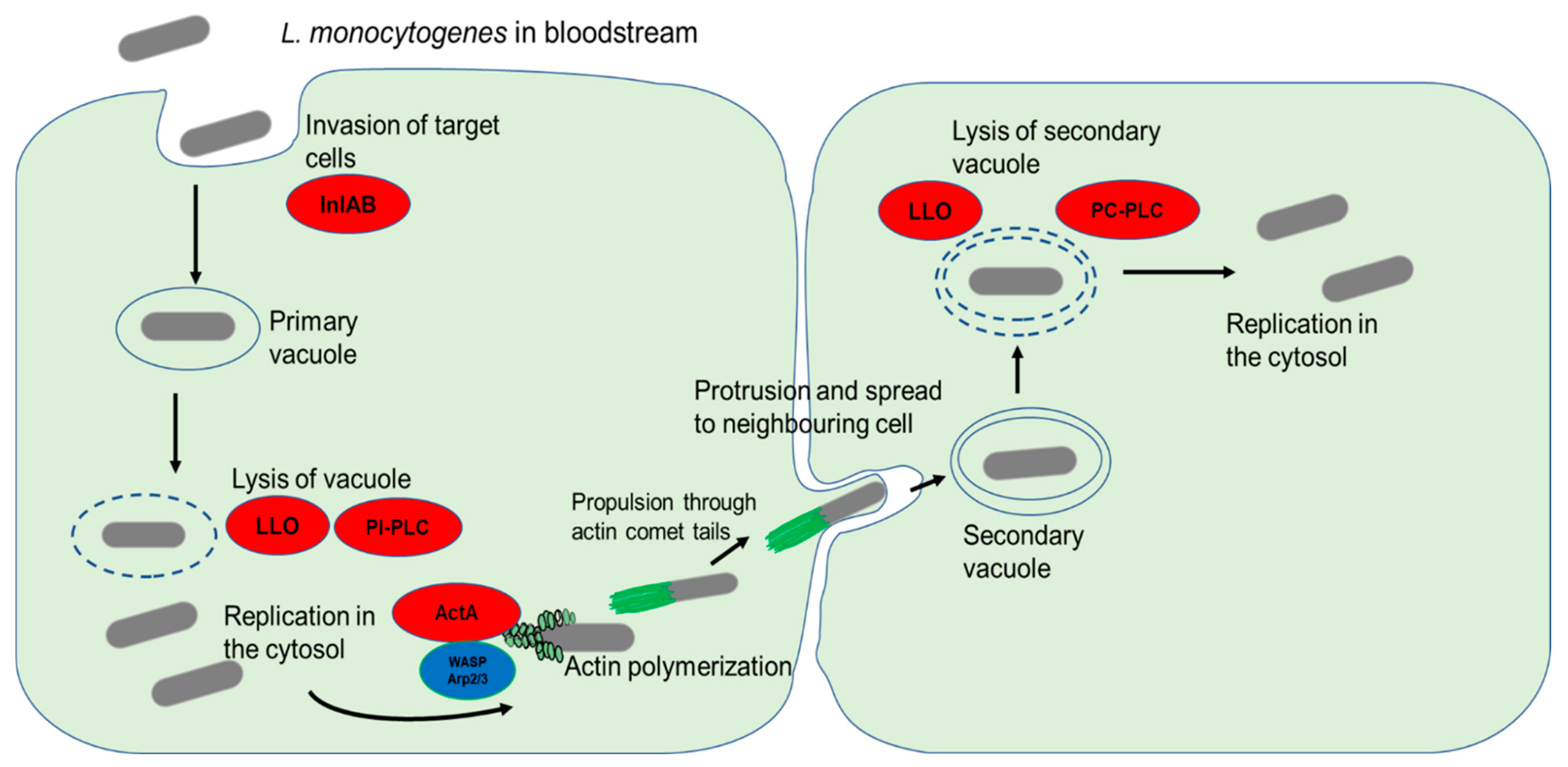 Microorganisms 10 01522 g003 Microorganisms 10 01522 g003