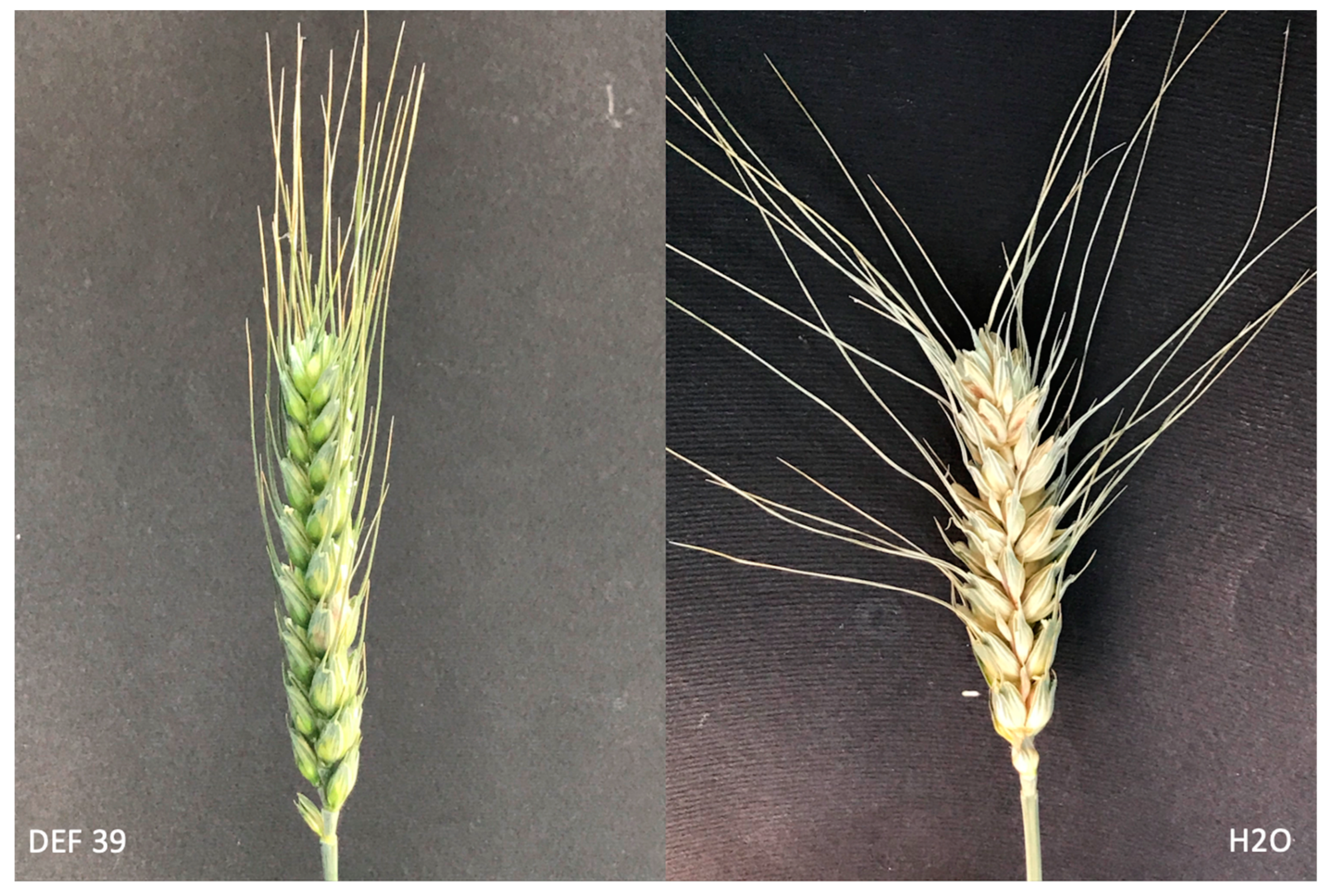 Microorganisms 10 01536 g001 550