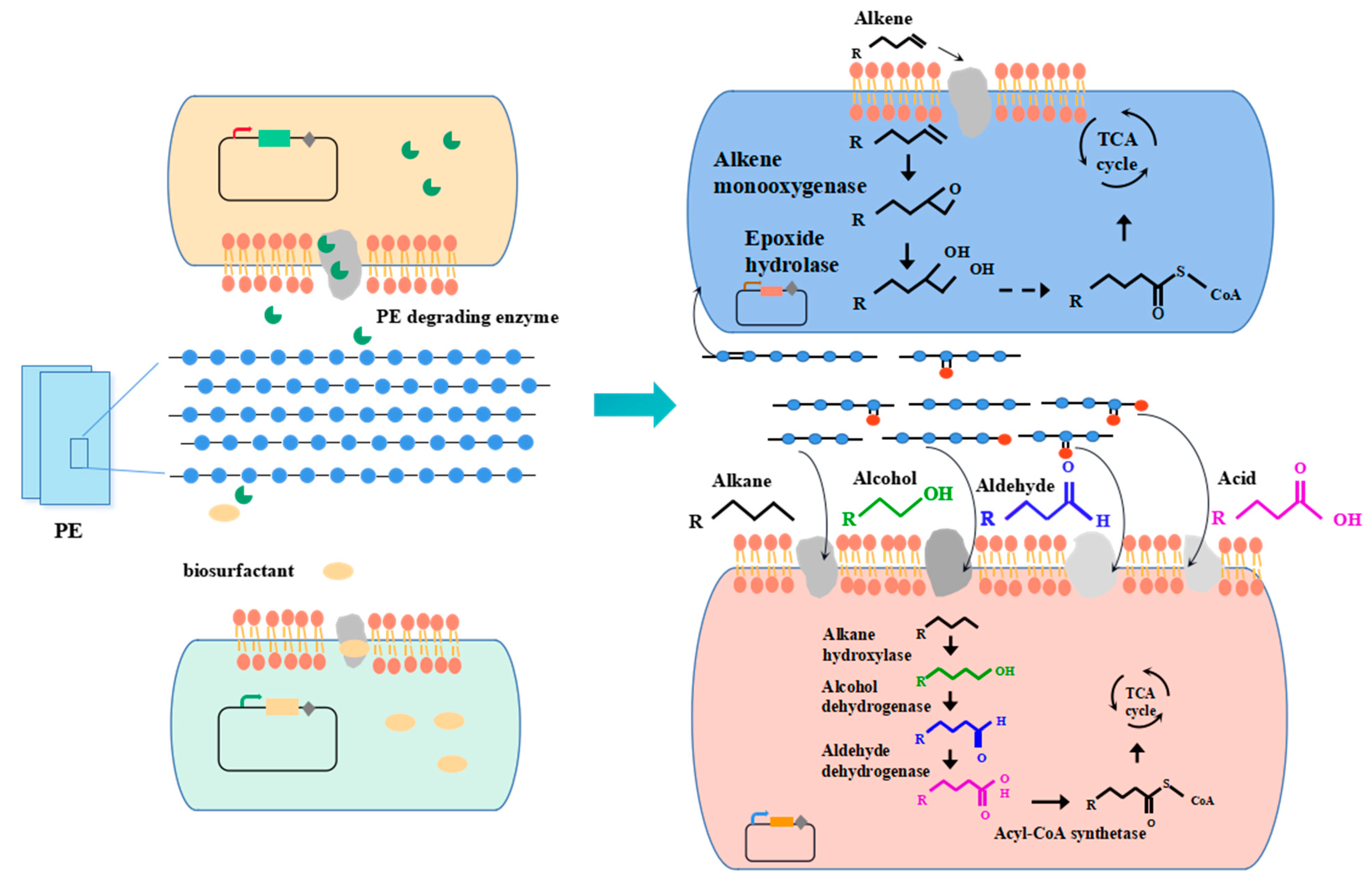 Microorganisms 10 01537 g003 Microorganisms 10 01537 g003