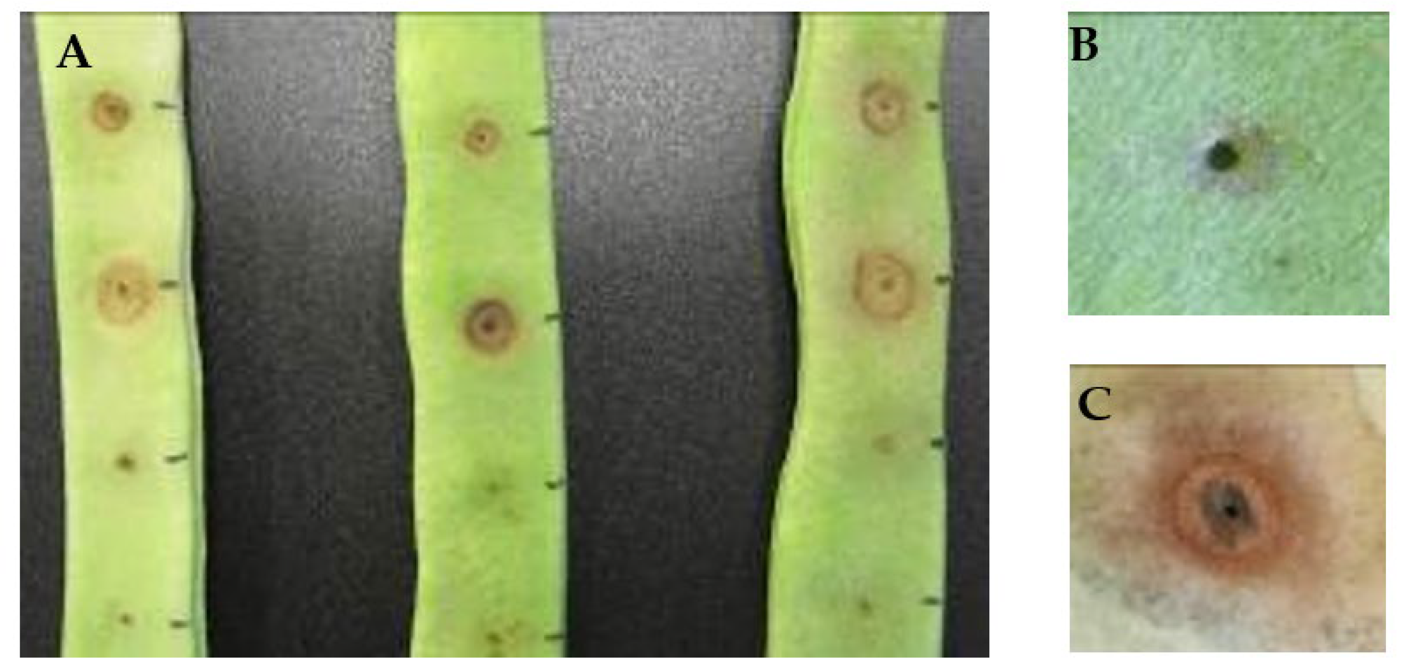 Microorganisms 10 01542 g001 Microorganisms 10 01542 g001