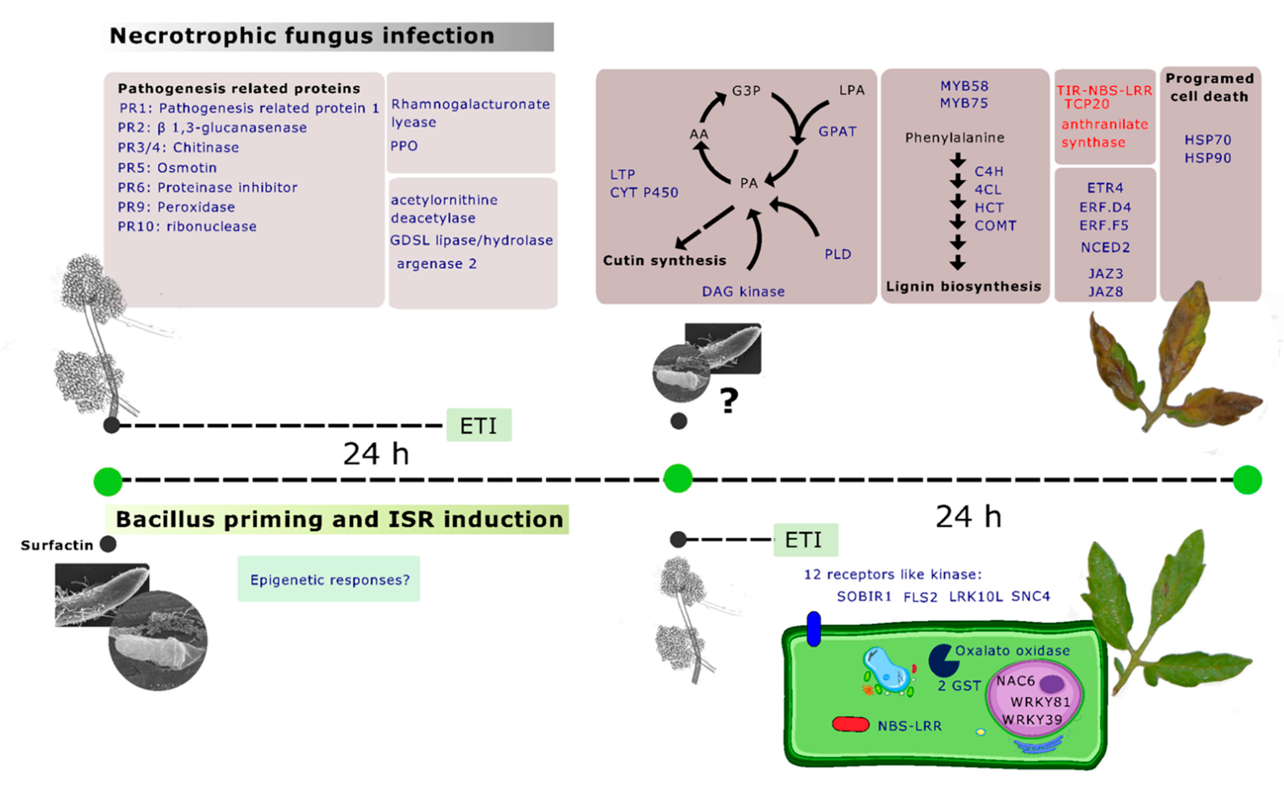 Microorganisms 10 01547 g005