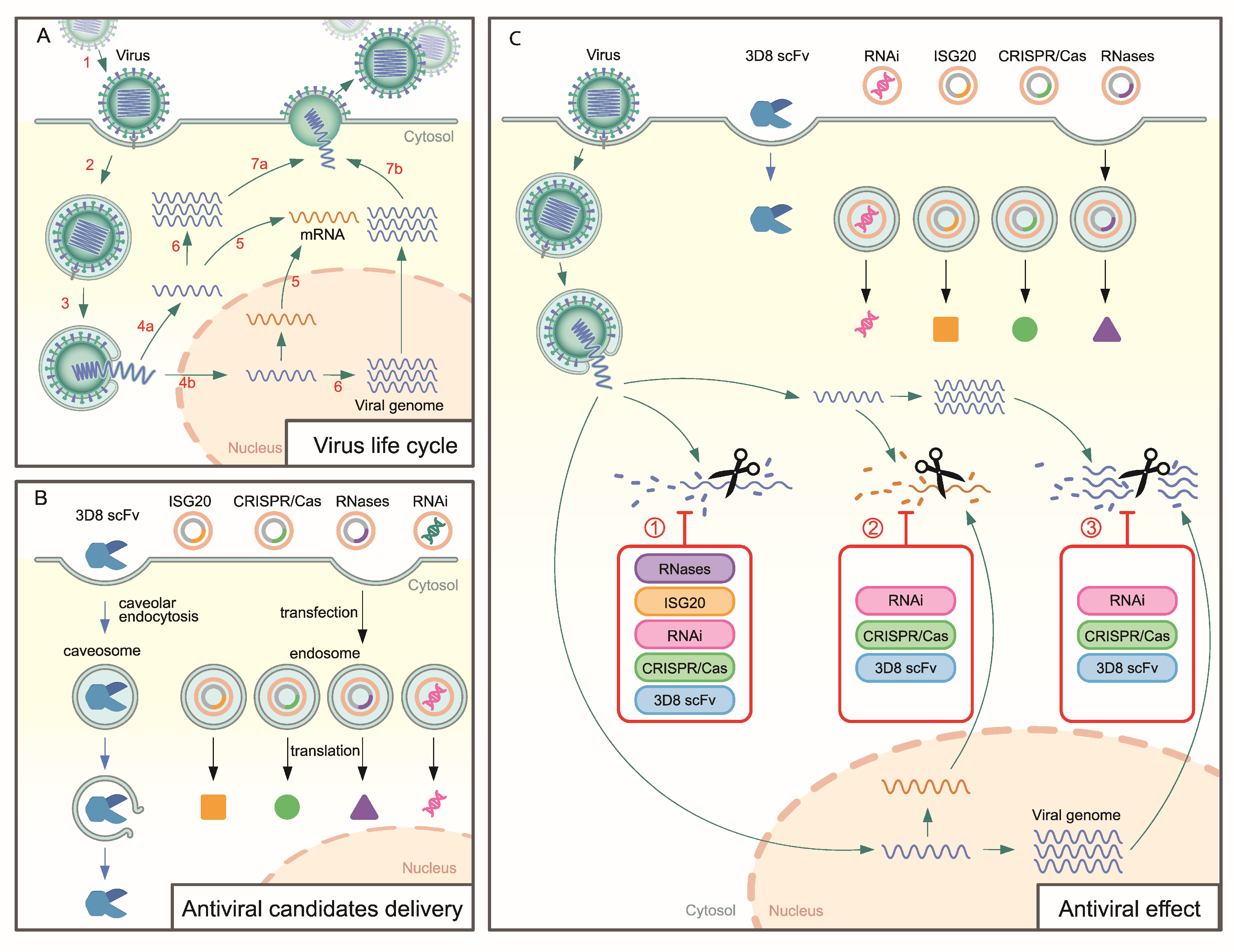Microorganisms 10 01552 g001 550