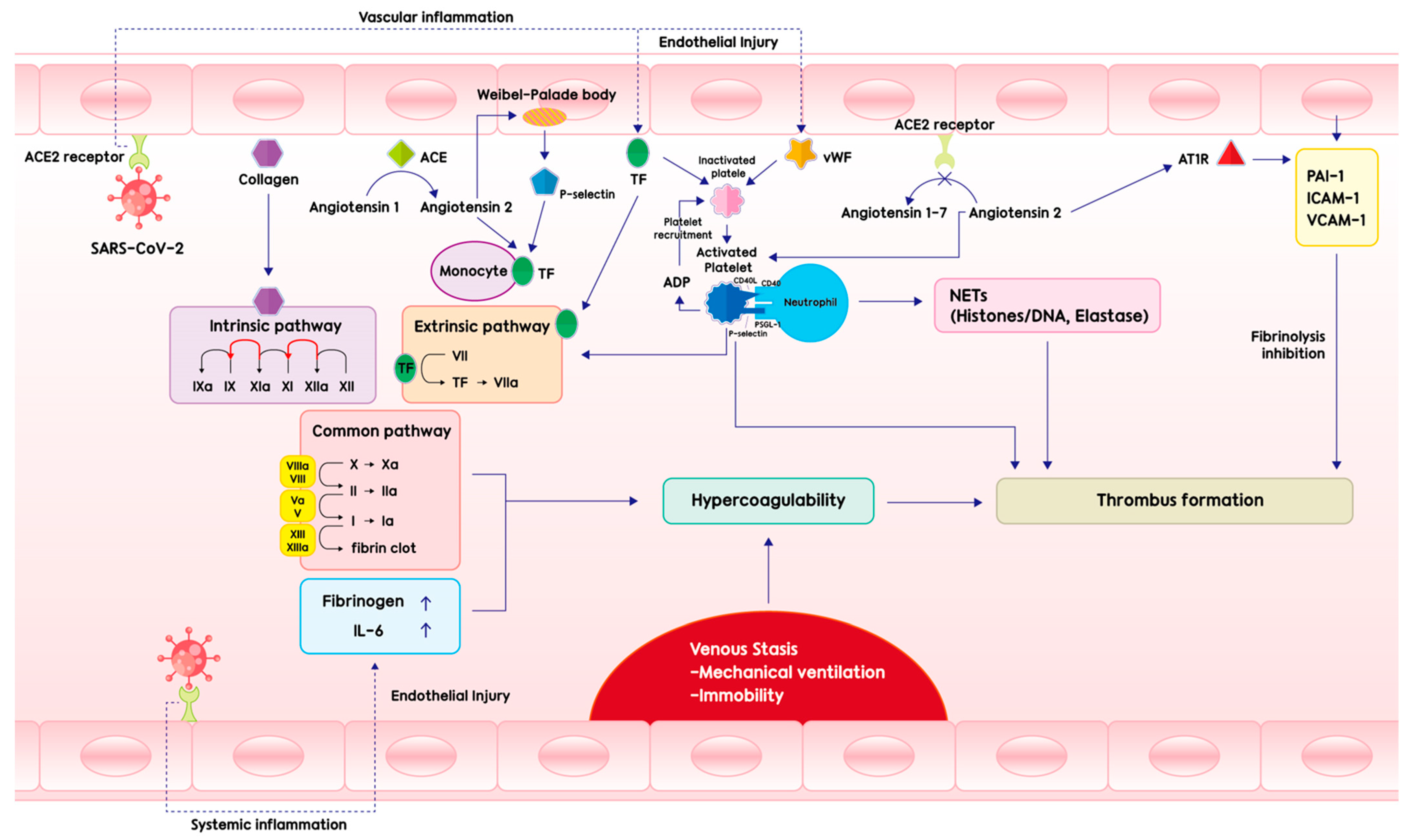 Microorganisms 10 01556 g001 550