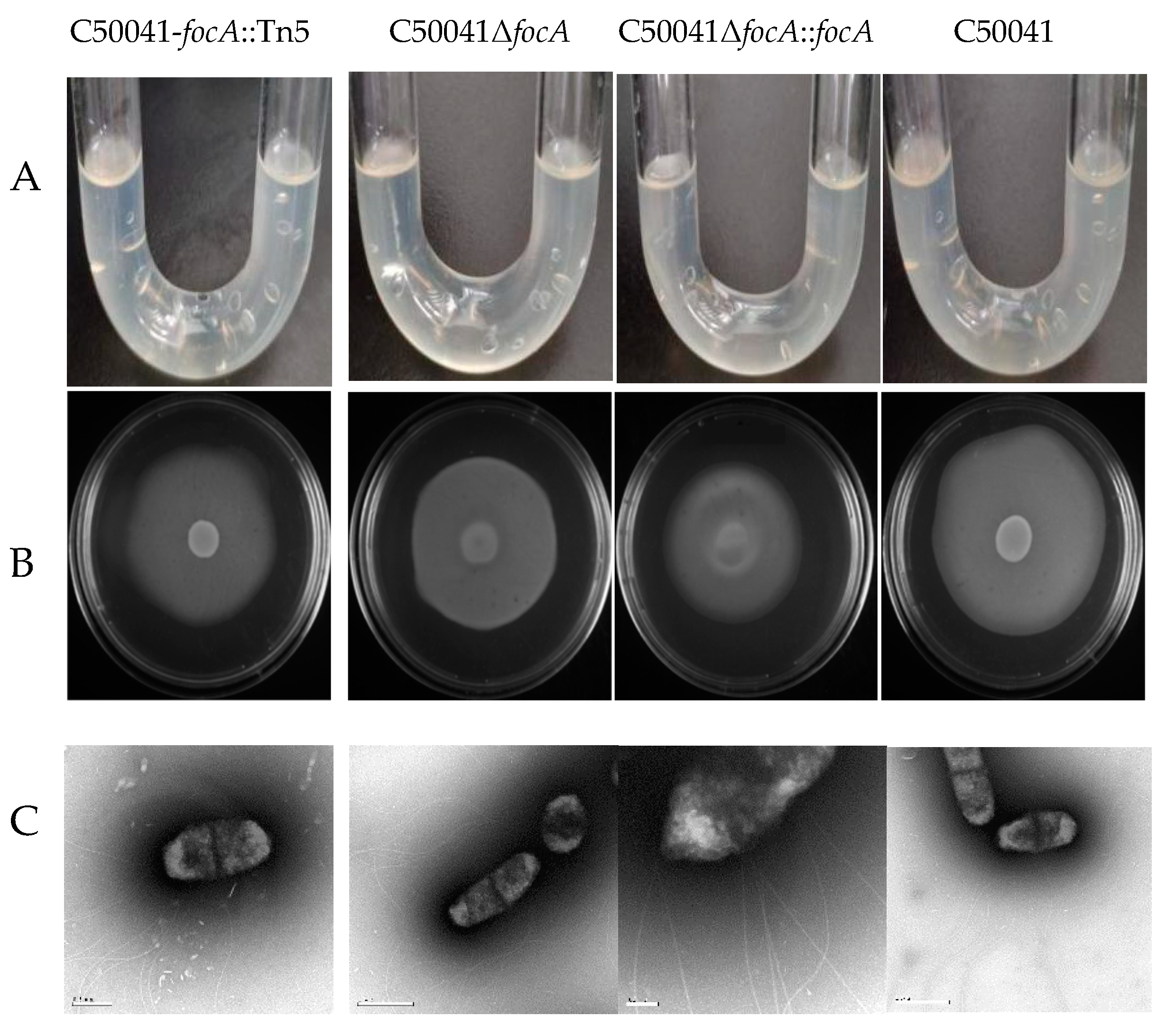 Microorganisms 10 01557 g010 Microorganisms 10 01557 g010