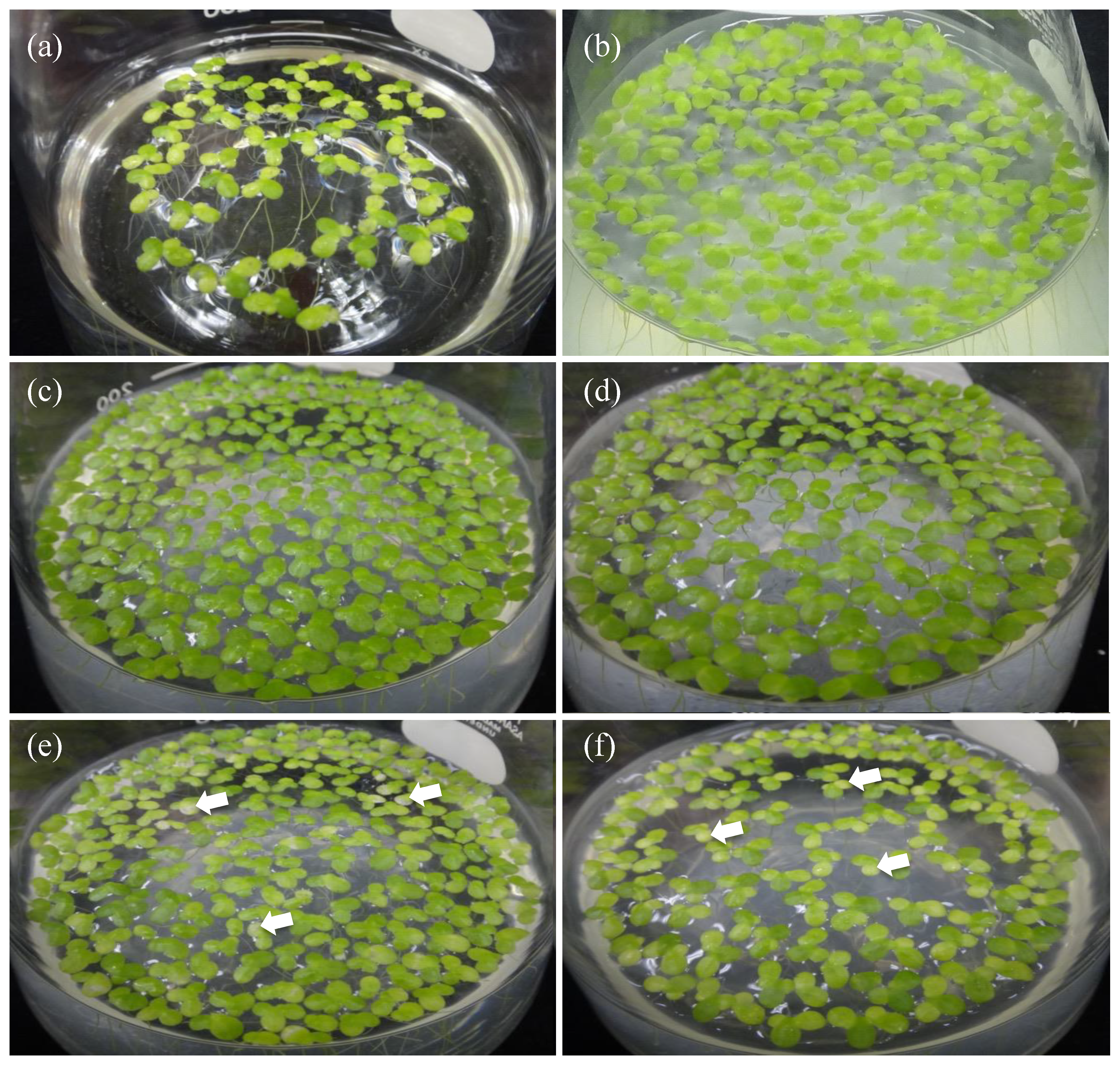 Microorganisms 10 01564 g002 Microorganisms 10 01564 g002