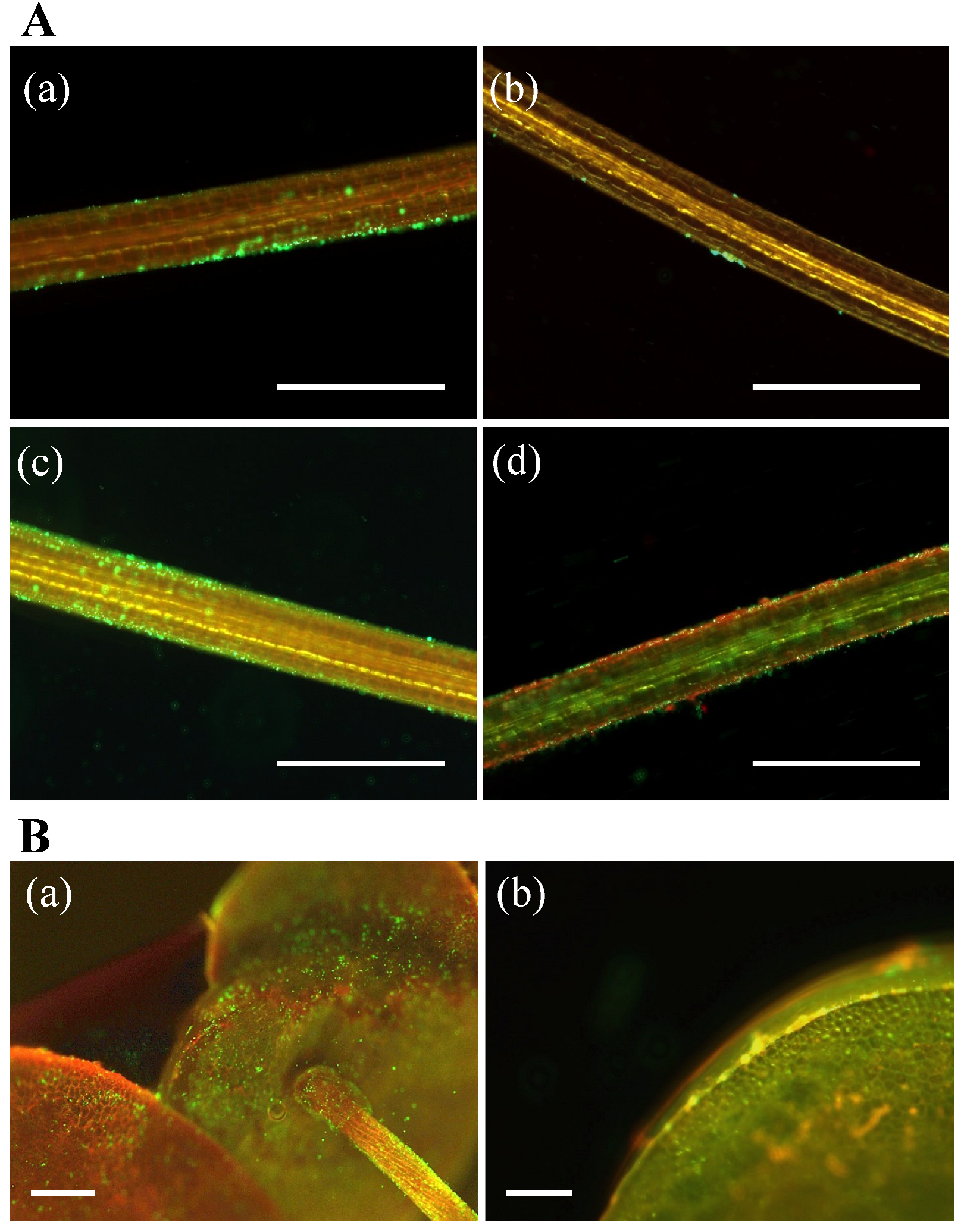 Microorganisms 10 01564 g004 Microorganisms 10 01564 g004