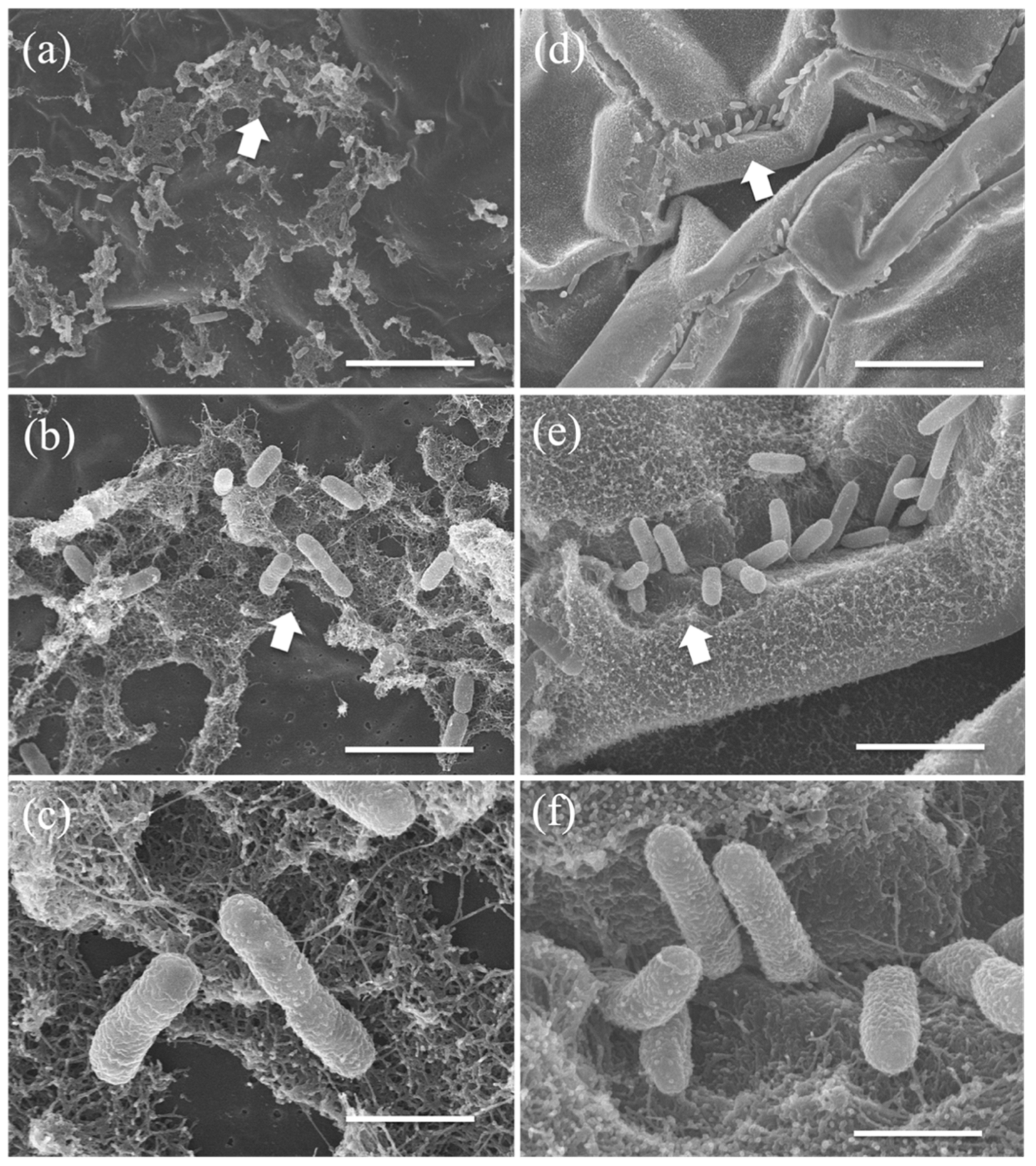 Microorganisms 10 01564 g005 Microorganisms 10 01564 g005