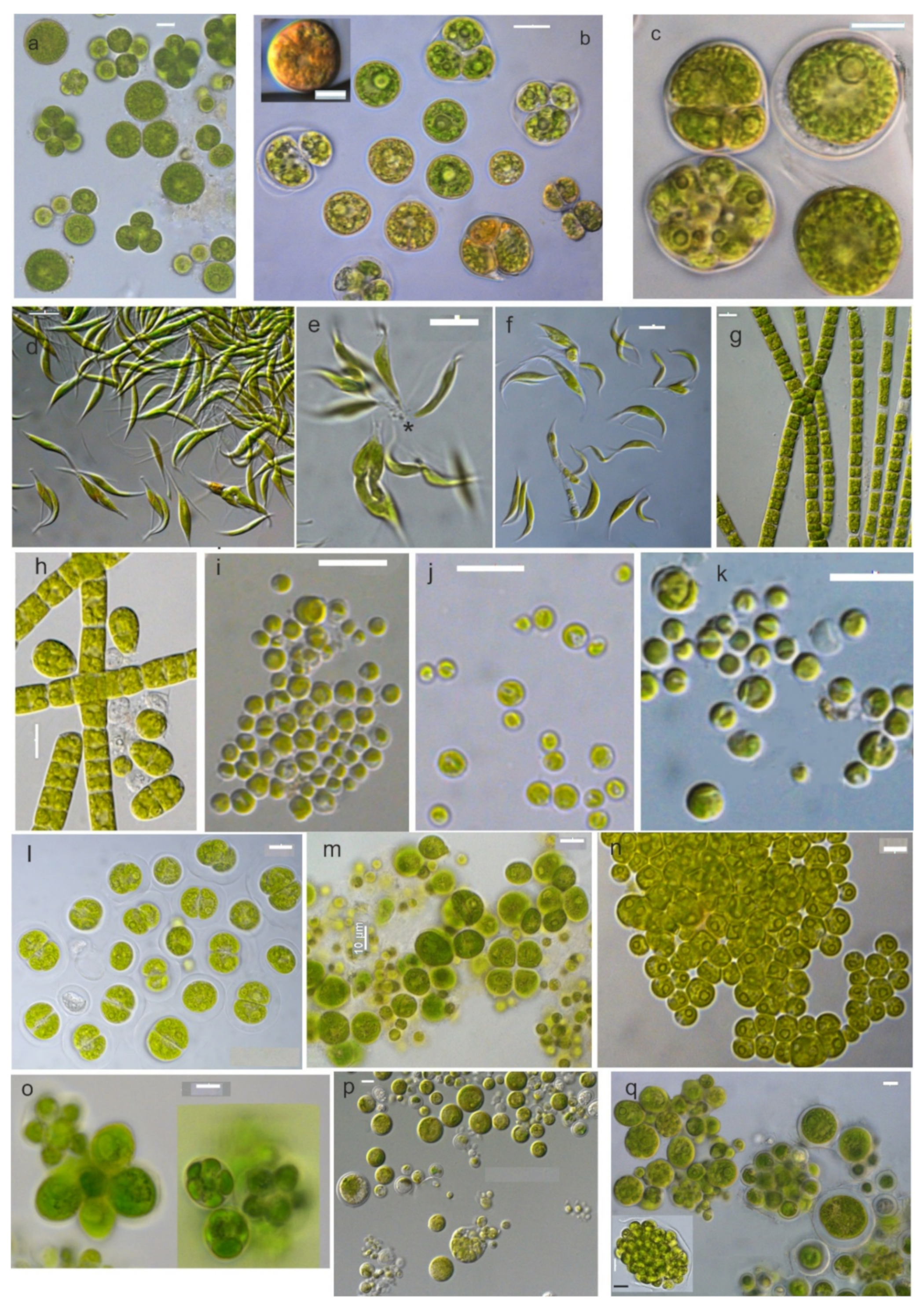 Microorganisms 10 01571 g006