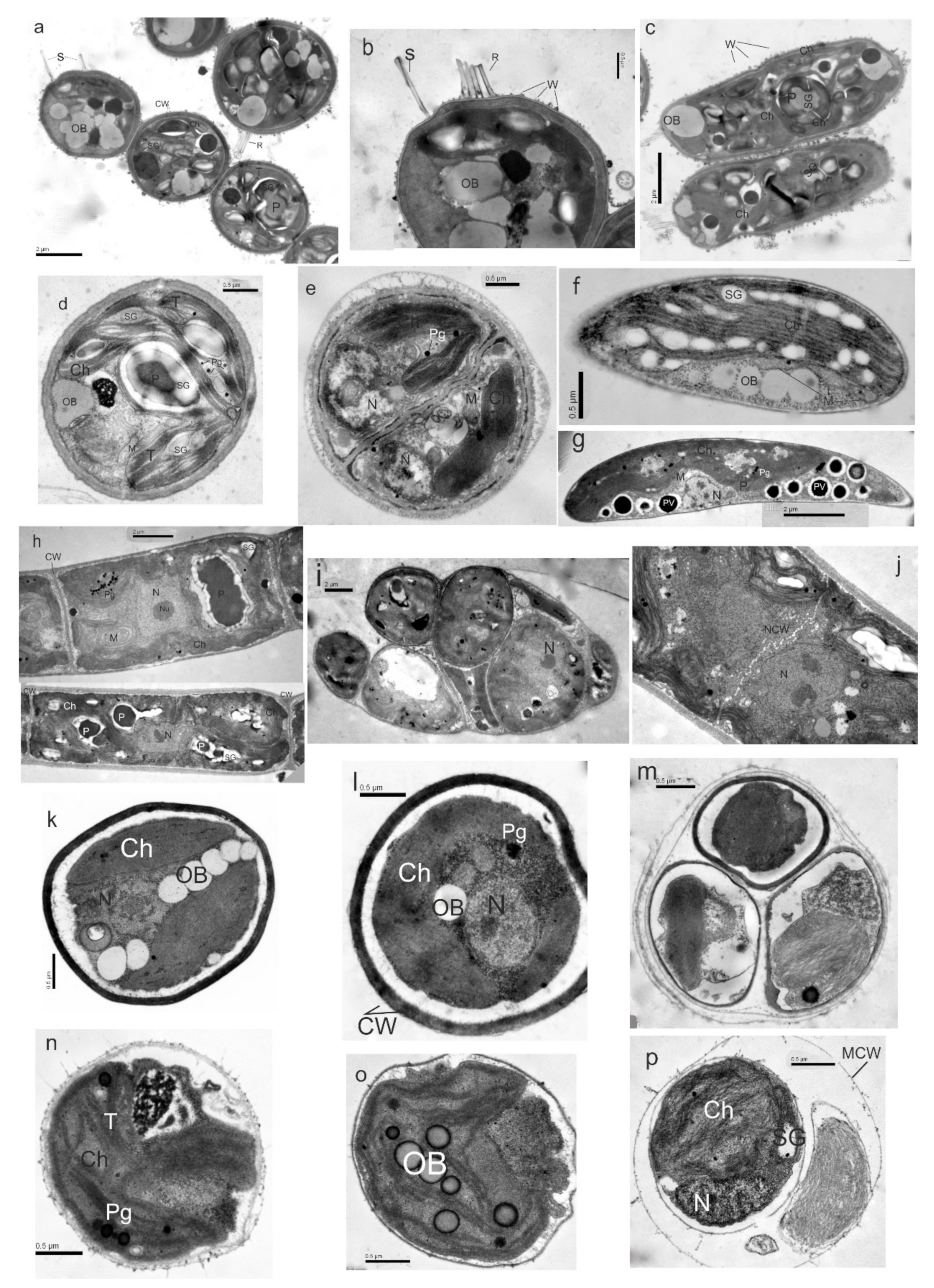 Microorganisms 10 01571 g007