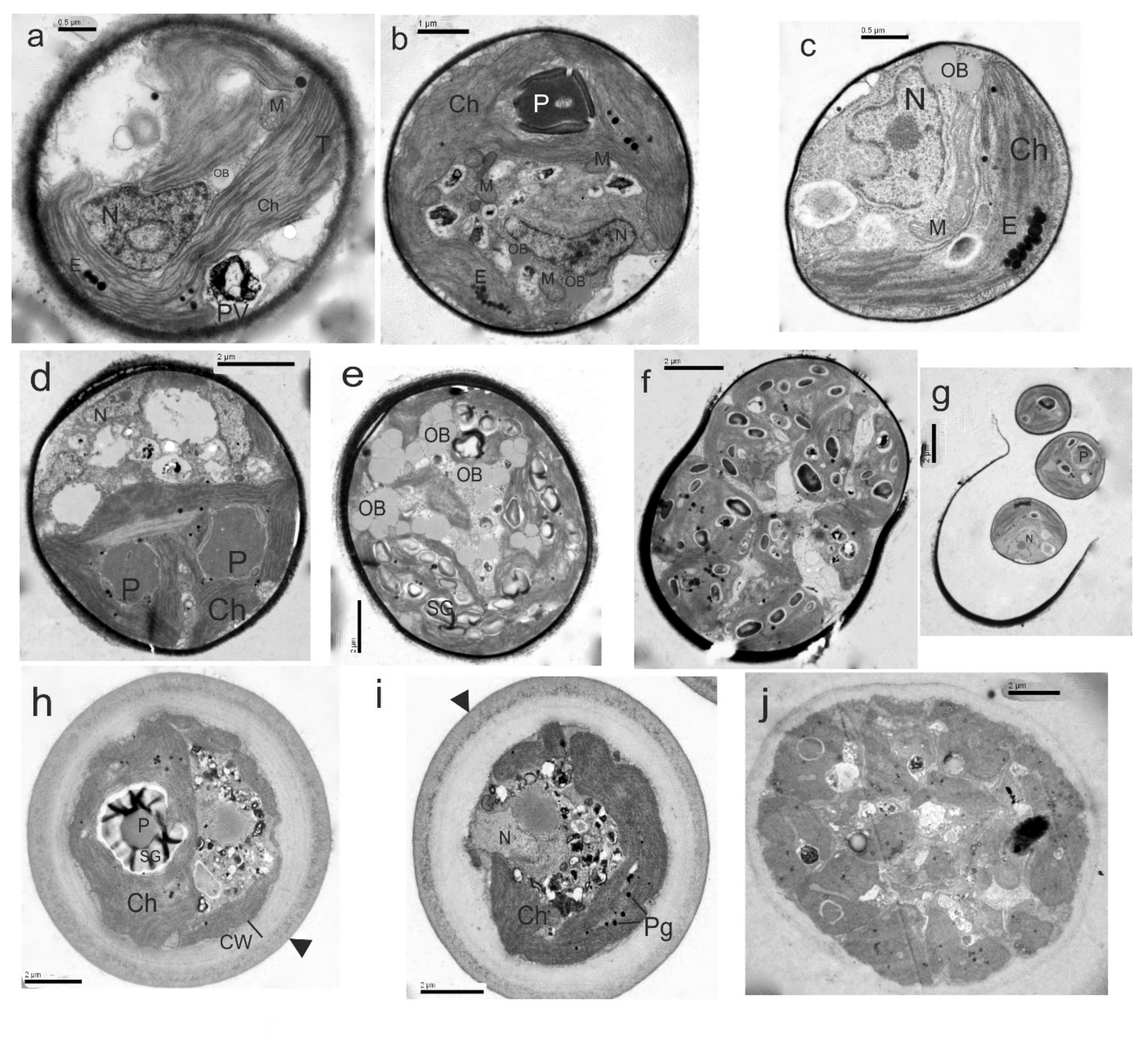 Microorganisms 10 01571 g008