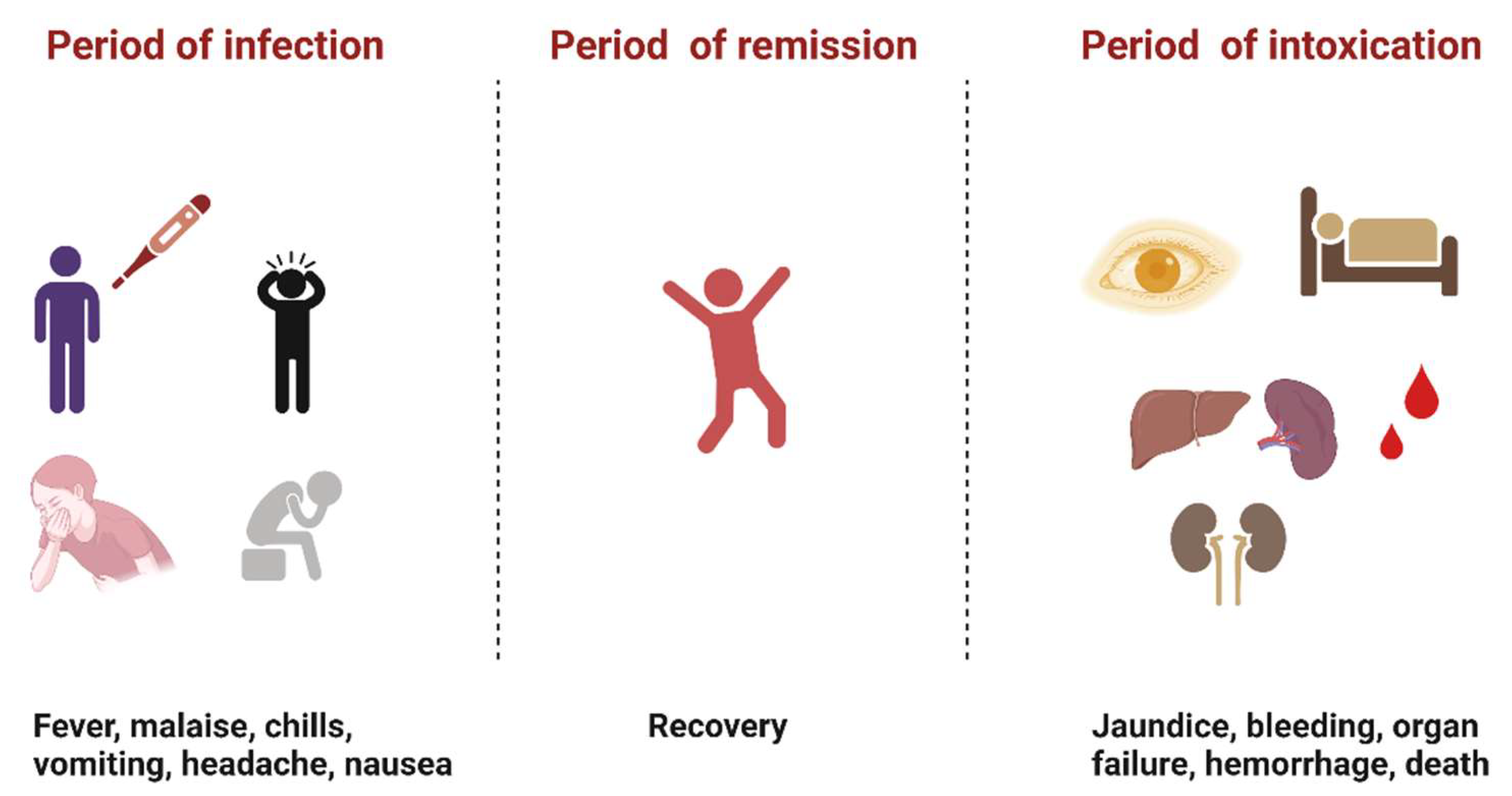 Free FullText Yellow Fever Roles of Animal Models