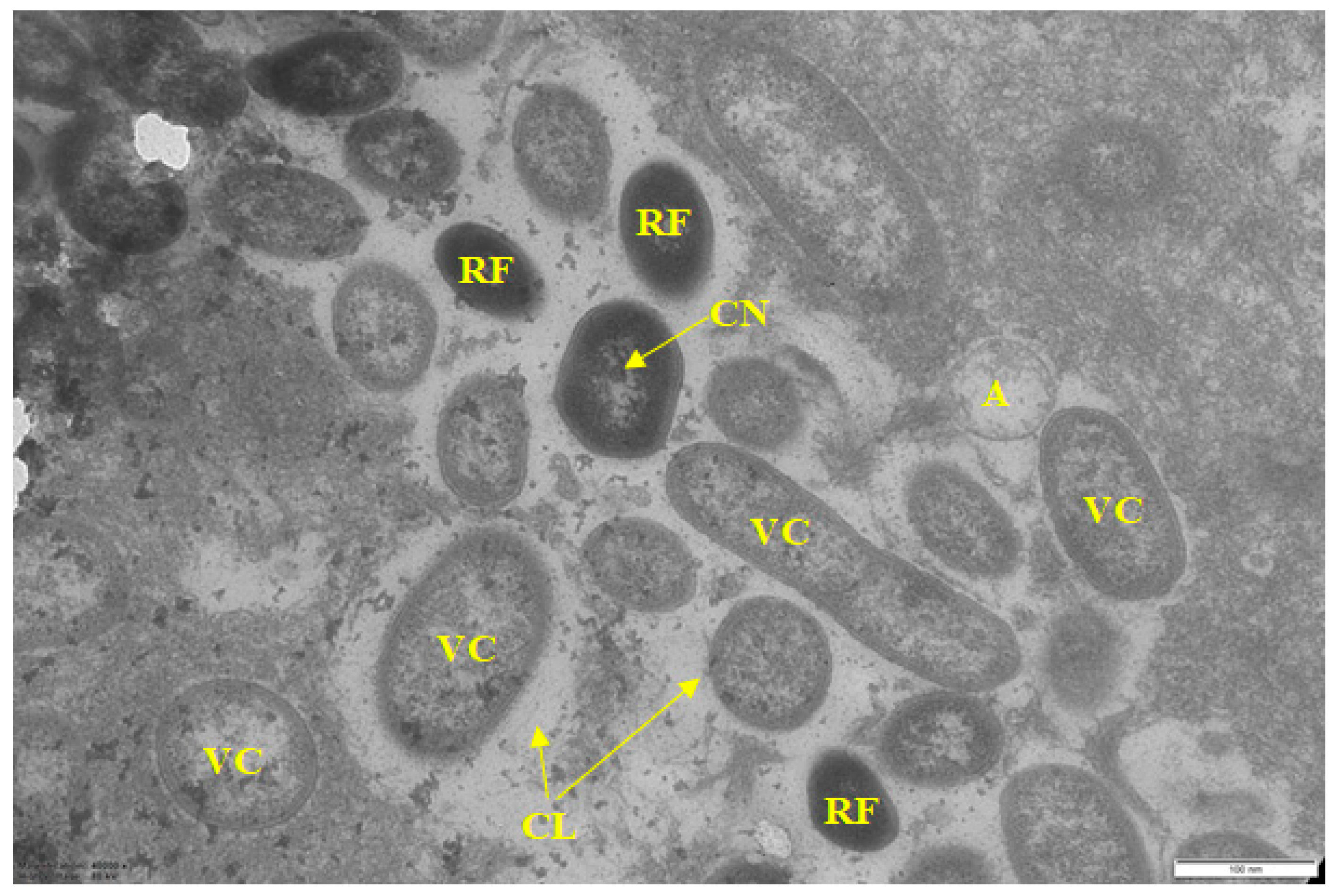 Microorganisms 10 01583 g004