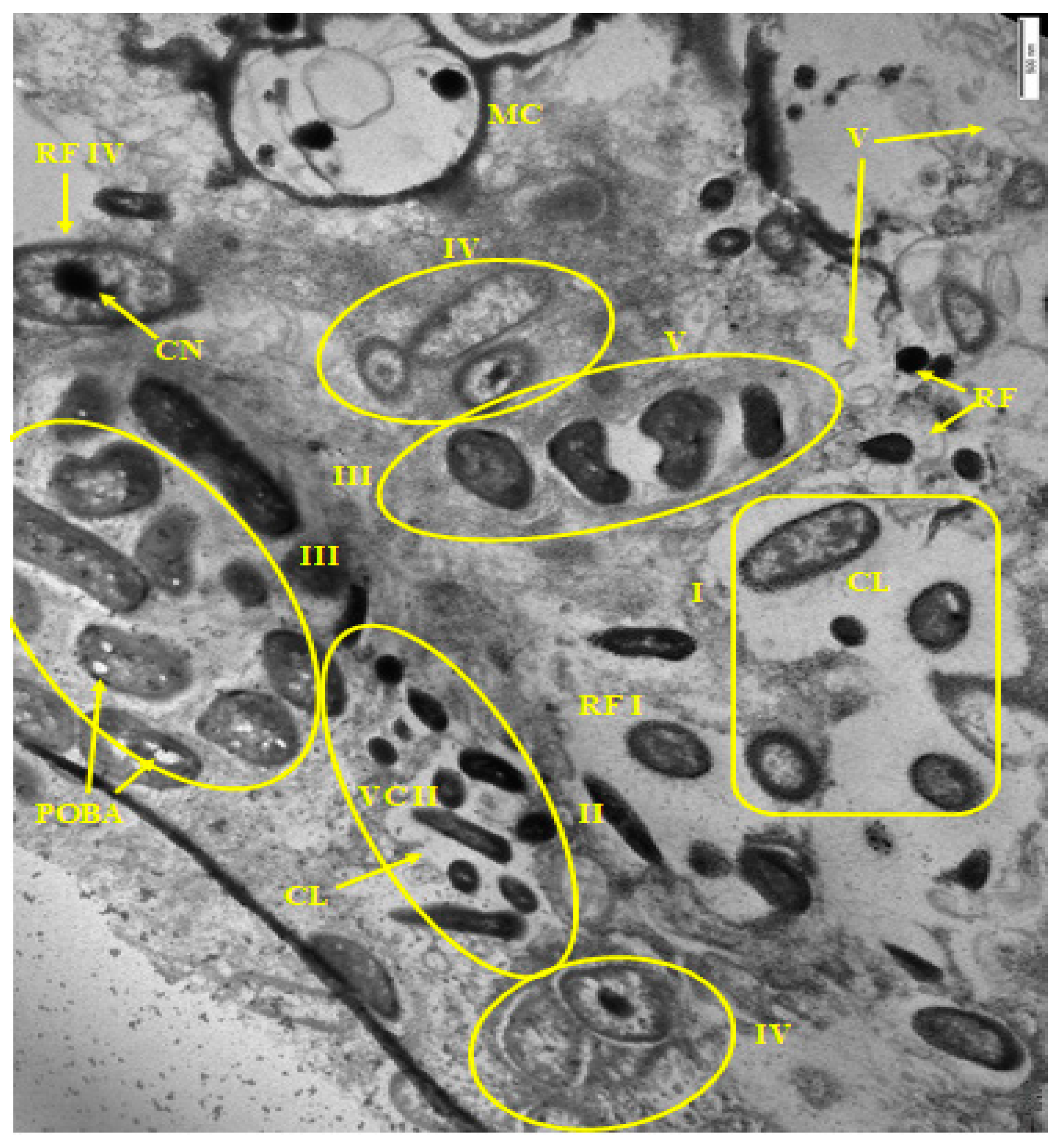 Microorganisms 10 01583 g005