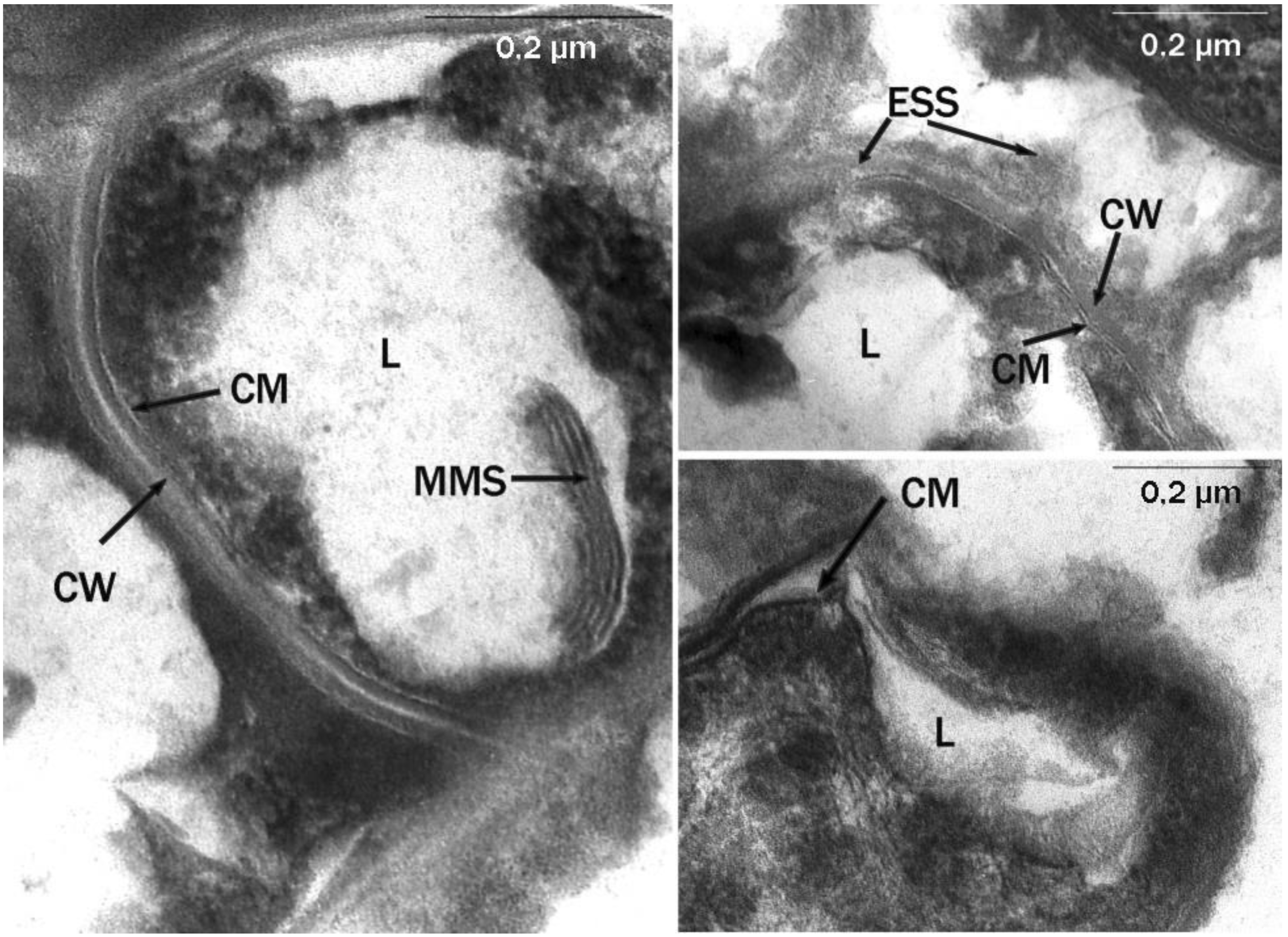 Microorganisms 10 01594 g003