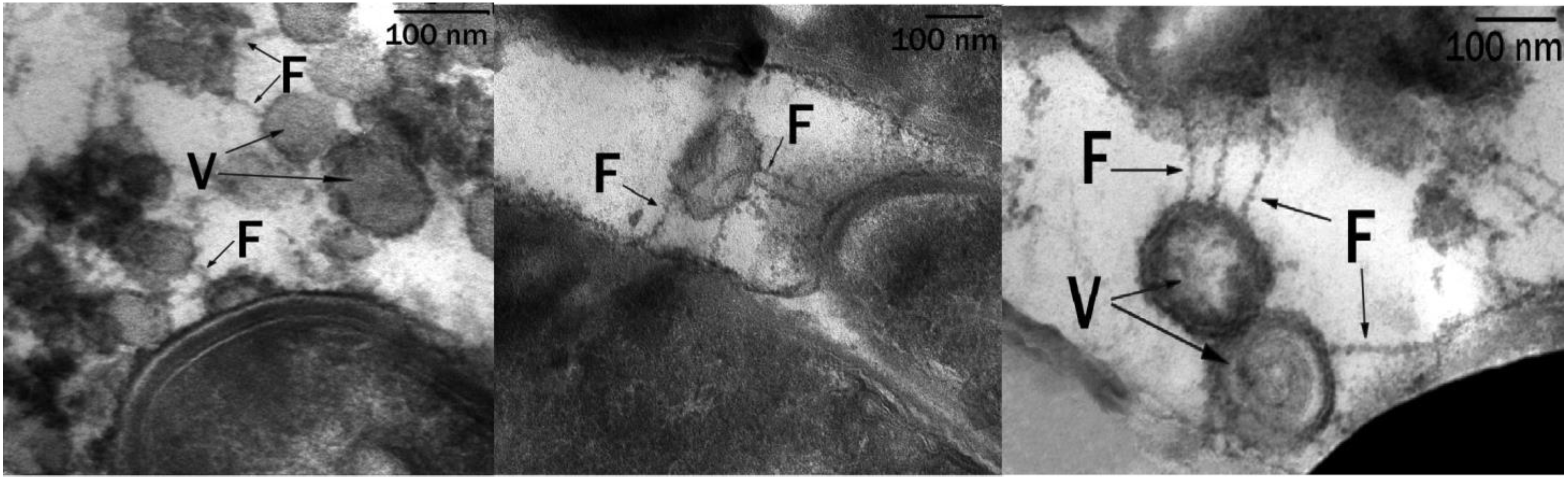 Microorganisms 10 01594 g005