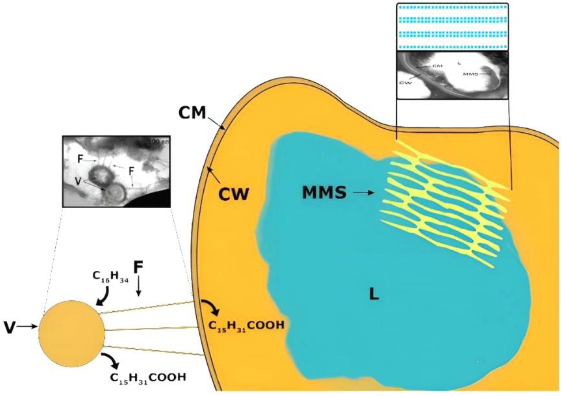 Microorganisms 10 01594 g006