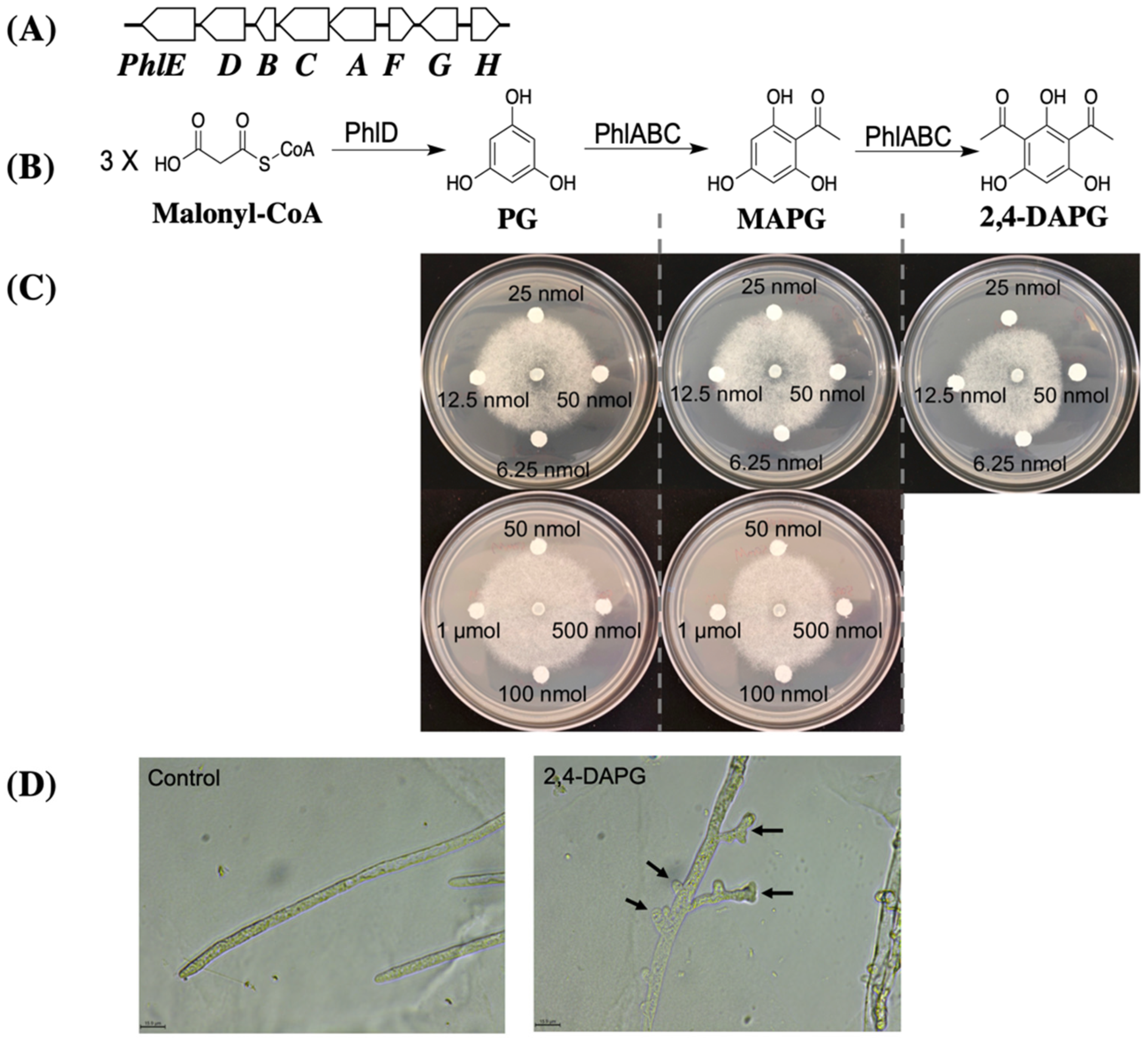 Microorganisms 10 01596 g003