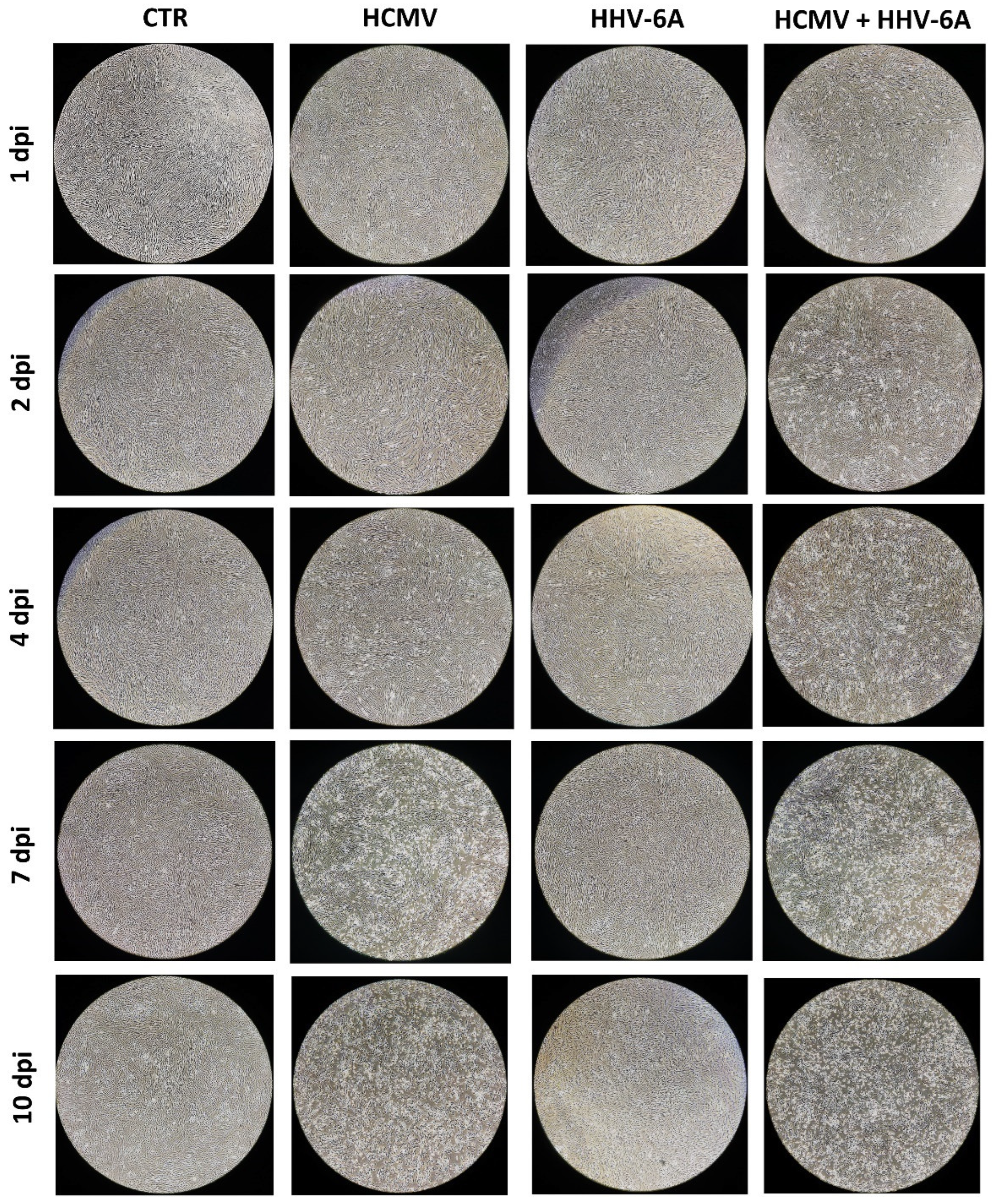 Microorganisms 10 01600 g001 Microorganisms 10 01600 g001