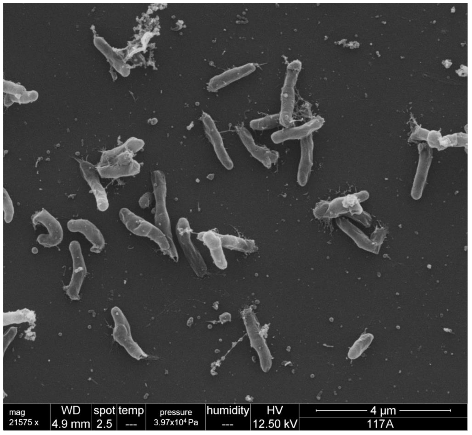 Microorganisms 10 01609 g004 Microorganisms 10 01609 g004