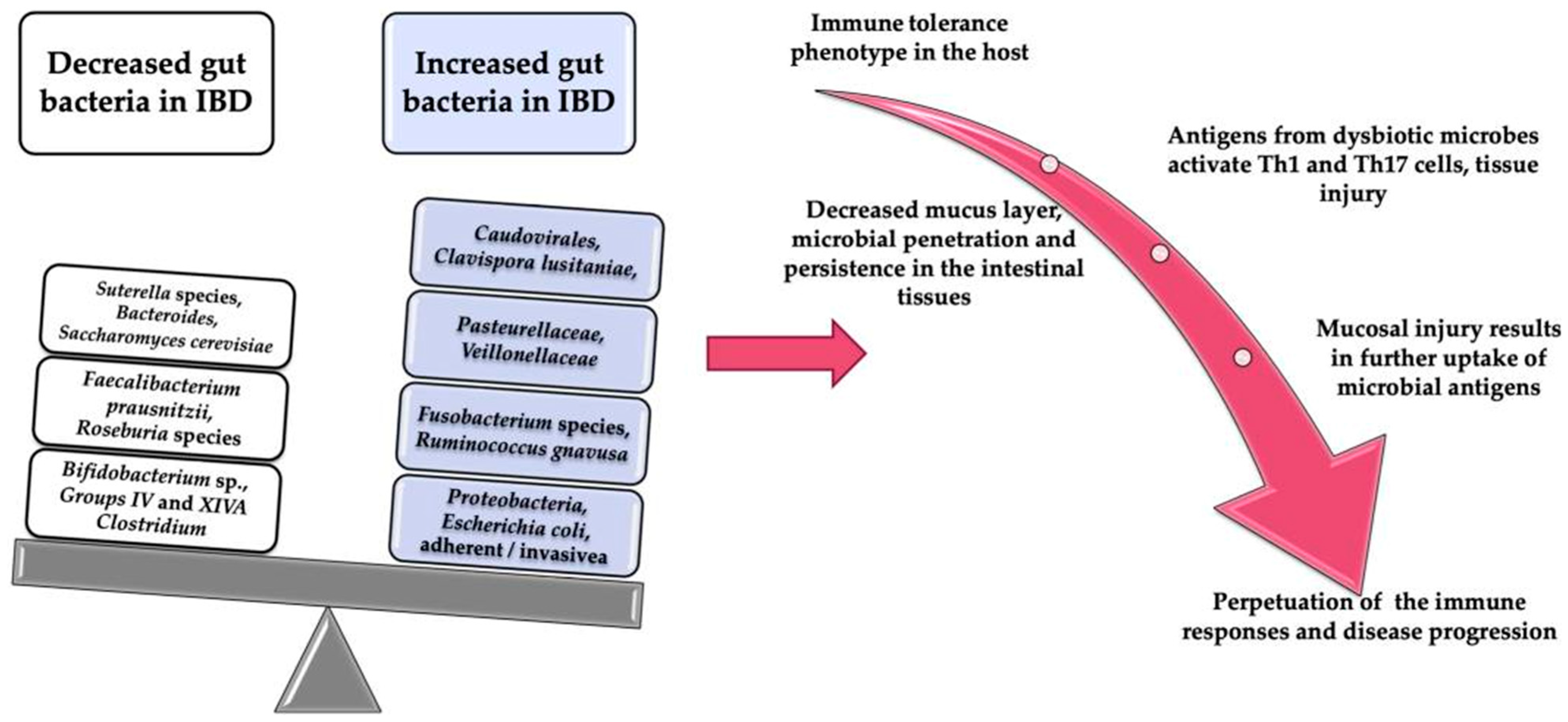 訳あり福袋 送料無料 セール わけあり 福袋 レディ The Role of the Human Gut Microbiome in Inflammatory Bowel ルアー用品