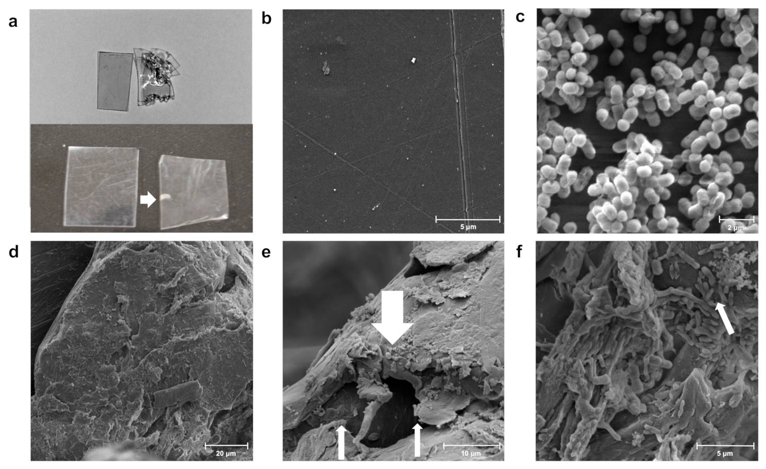 Microorganisms 10 01619 g002