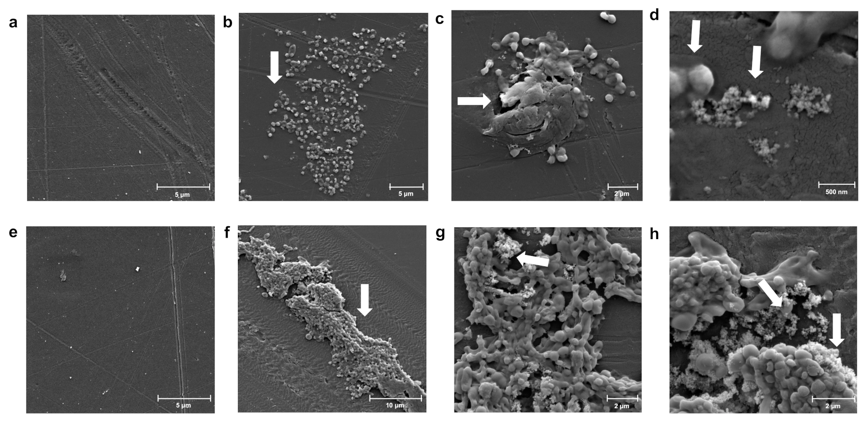 Microorganisms 10 01619 g003