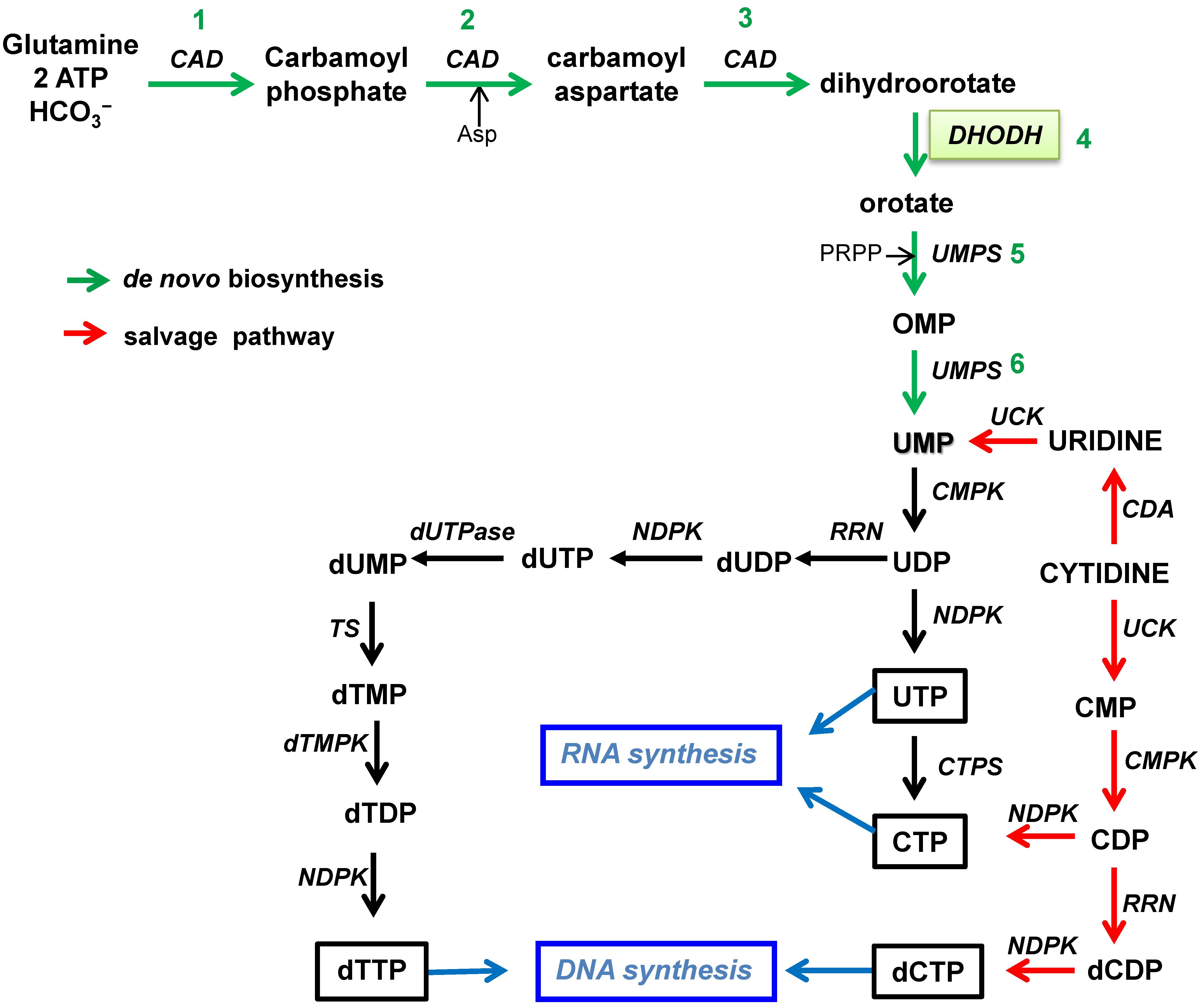 Microorganisms 10 01631 g001 Microorganisms 10 01631 g001