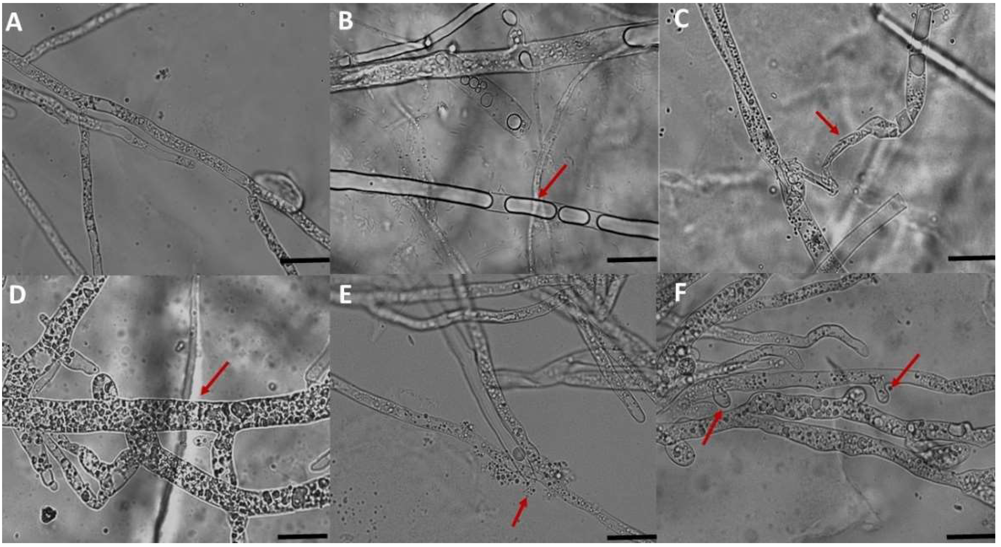 Microorganisms 10 01635 g002 550