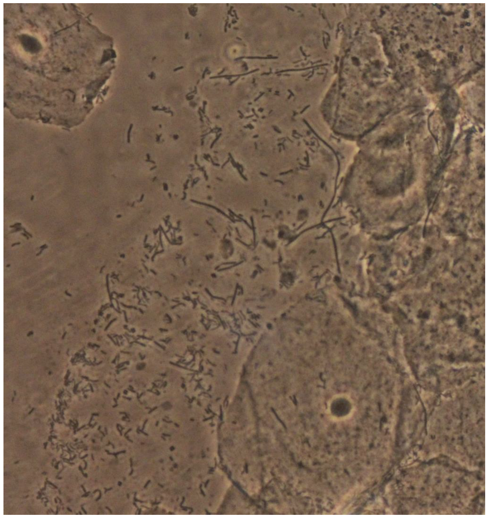 Microorganisms 10 01645 g001 550