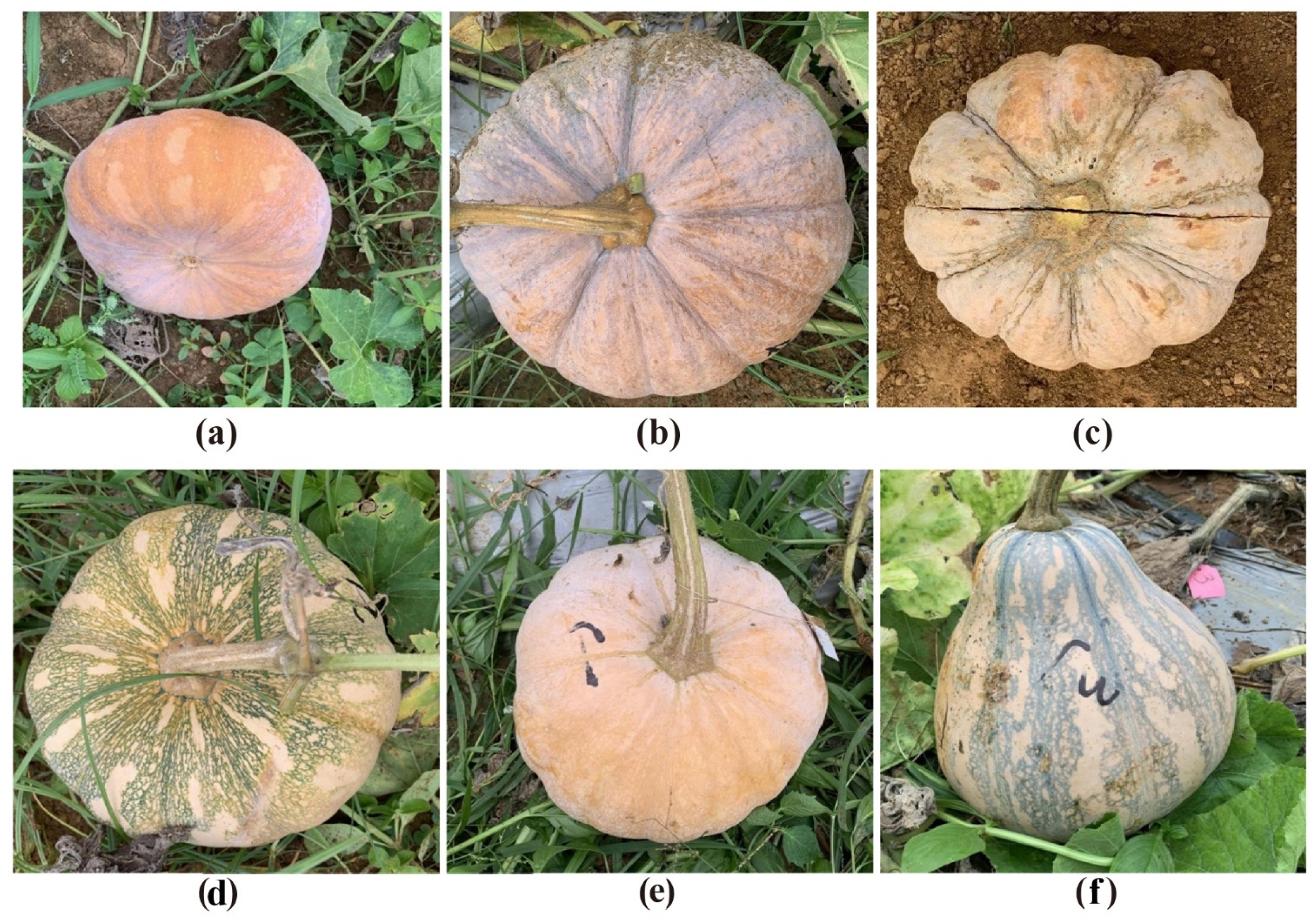 Microorganisms 10 01667 g001 Microorganisms 10 01667 g001