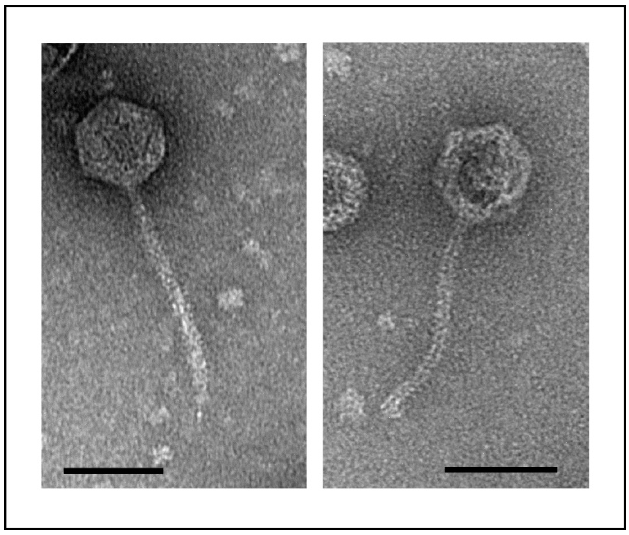 Microorganisms 10 01674 g001