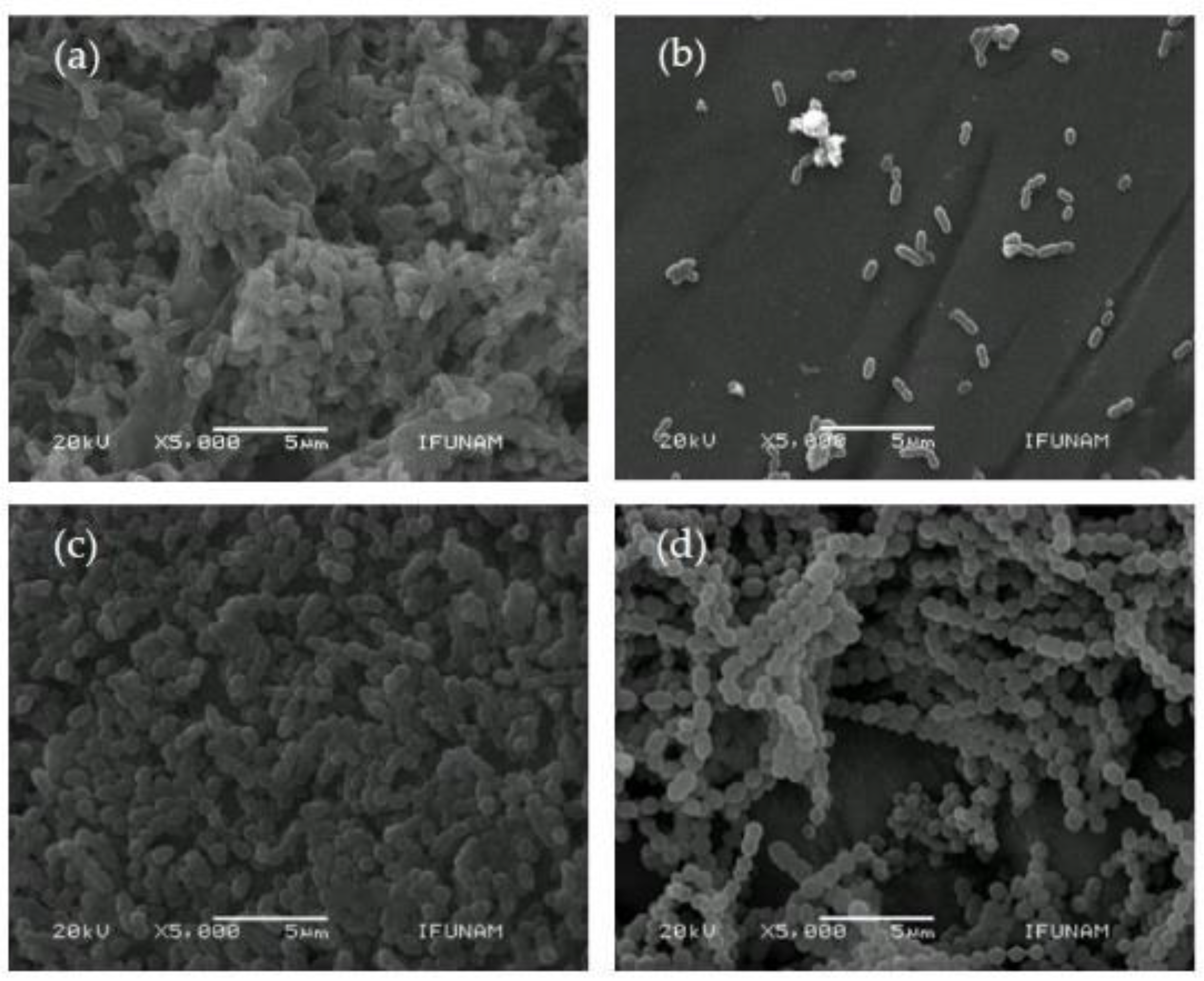 Microorganisms 10 01701 g003
