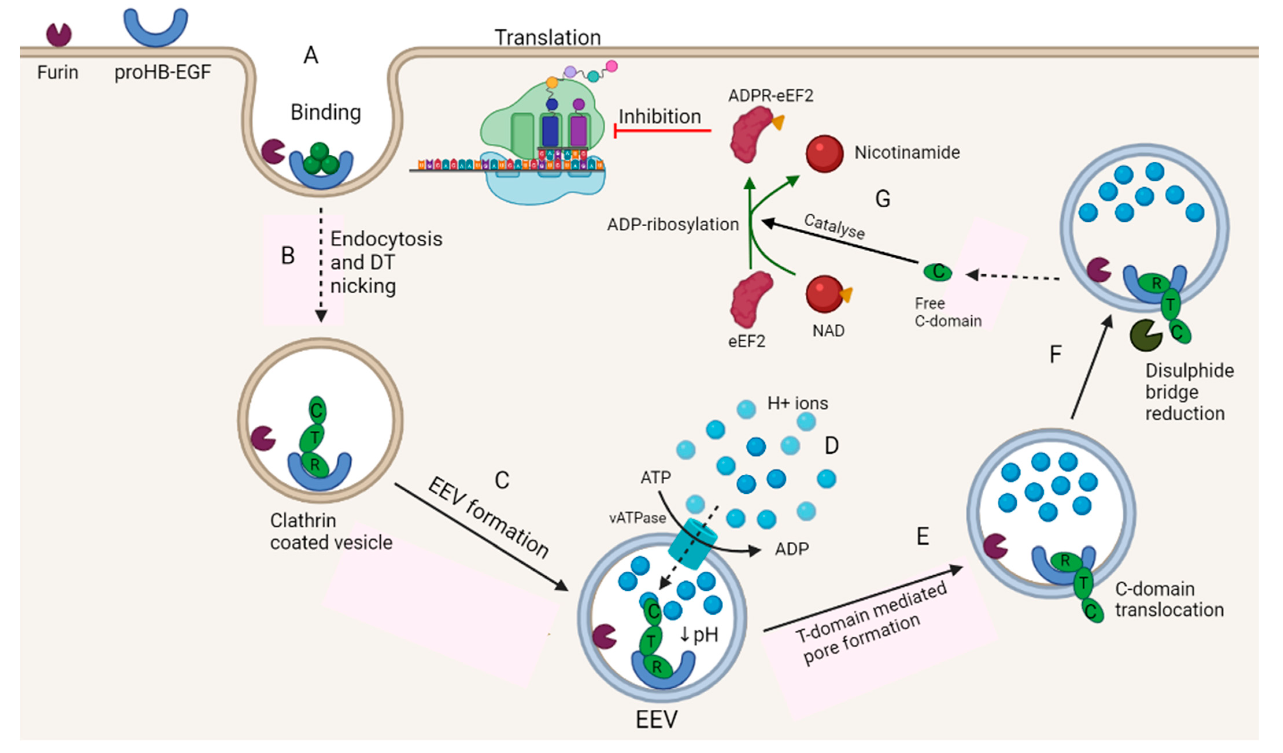 Lactic Acid Bacteria ...